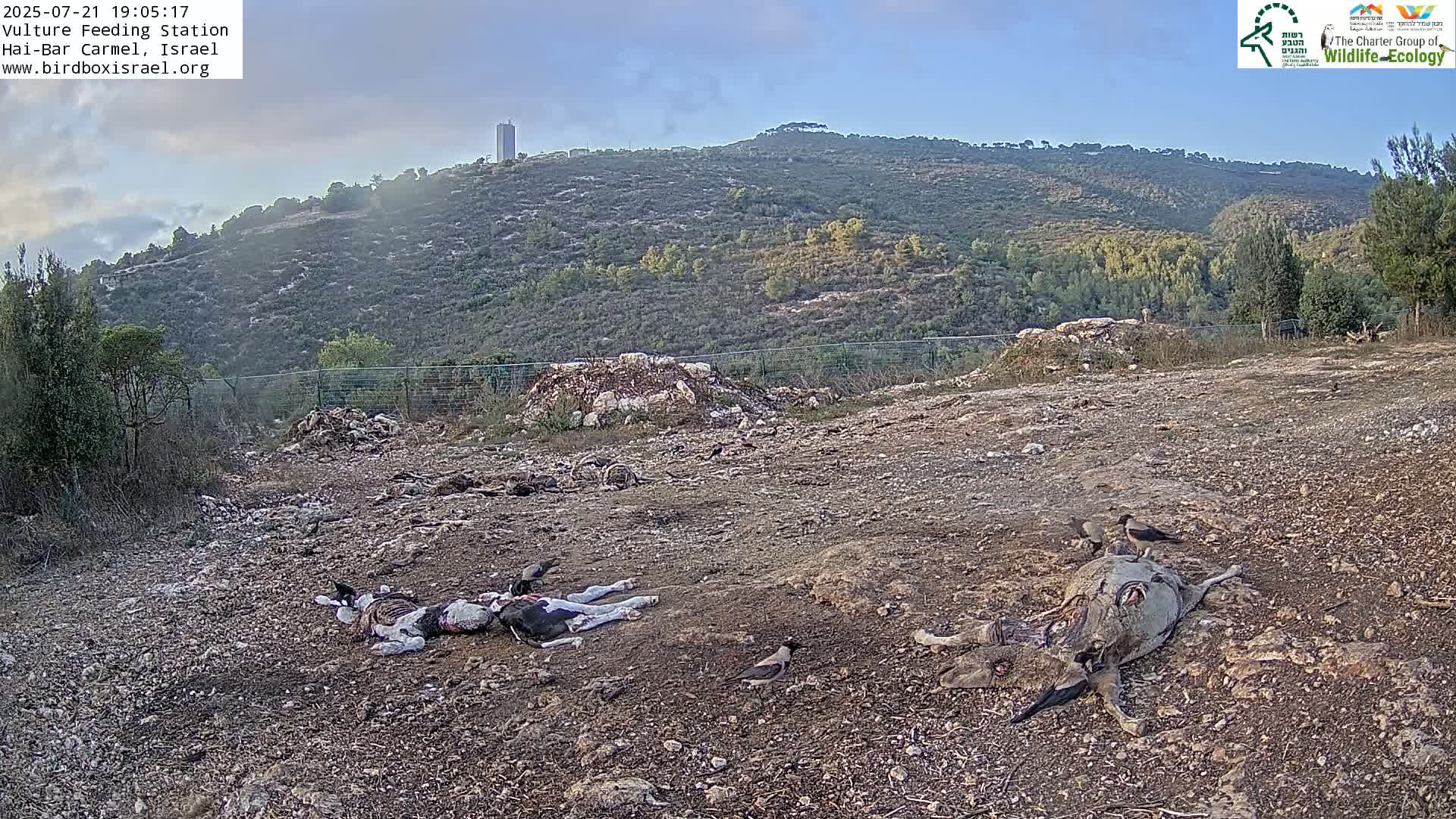 Hai-Bar Nature Reserve / Mount Carmel National Park Vulture Feeding & Skycraper Eshkol University of Haifa  Live Cam - Denya, Haifa, Israel