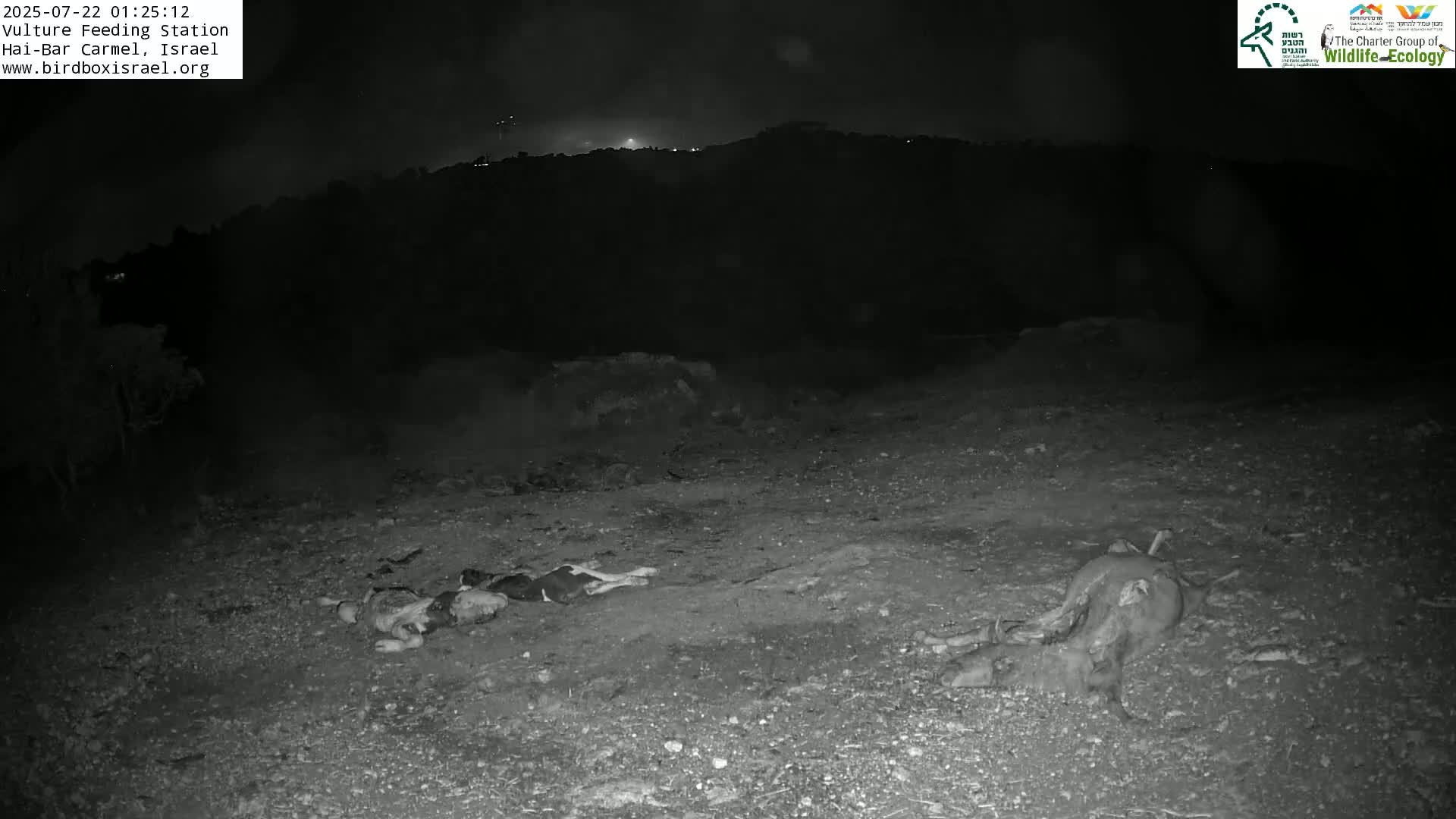 Hai-Bar Nature Reserve / Mount Carmel National Park Vulture Feeding & Skycraper Eshkol University of Haifa  Live Cam - Denya, Haifa, Israel