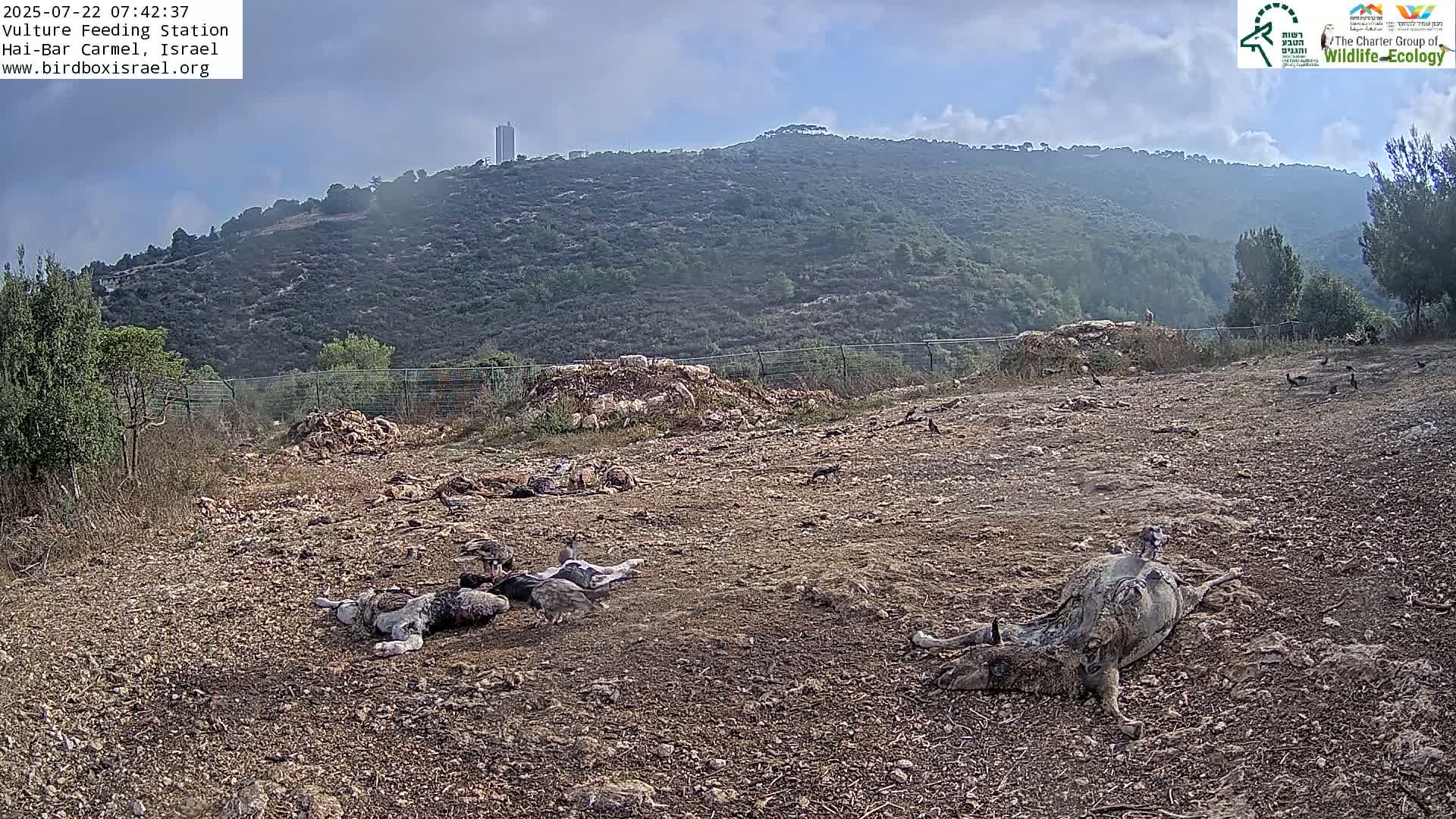 Hai-Bar Nature Reserve / Mount Carmel National Park Vulture Feeding & Skycraper Eshkol University of Haifa  Live Cam - Denya, Haifa, Israel