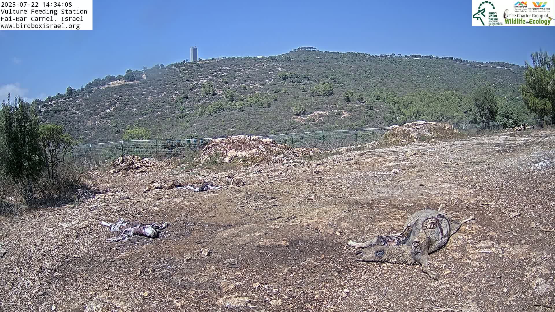 Hai-Bar Nature Reserve / Mount Carmel National Park Vulture Feeding & Skycraper Eshkol University of Haifa  Live Cam - Denya, Haifa, Israel