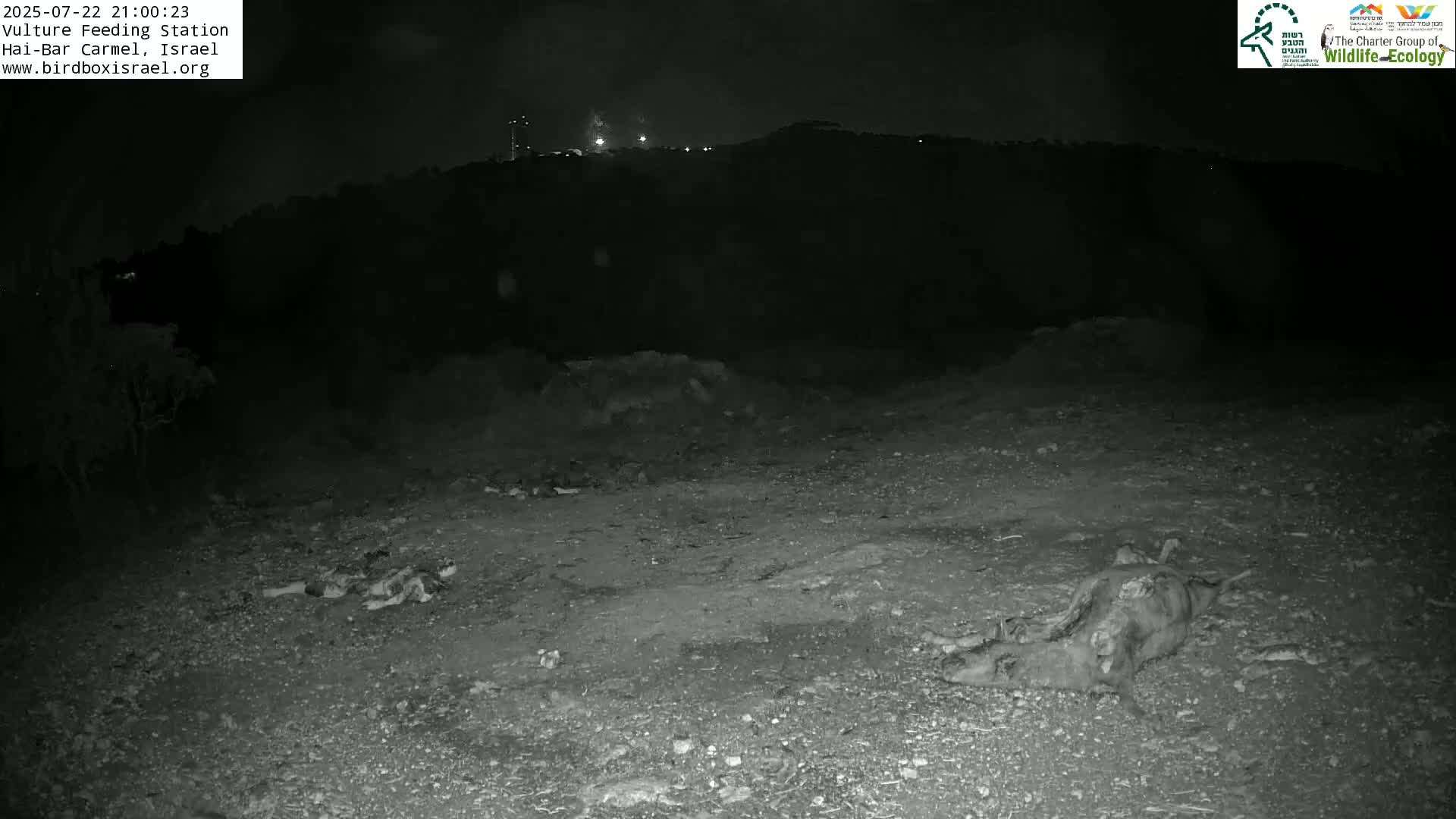 Hai-Bar Nature Reserve / Mount Carmel National Park Vulture Feeding & Skycraper Eshkol University of Haifa  Live Cam - Denya, Haifa, Israel