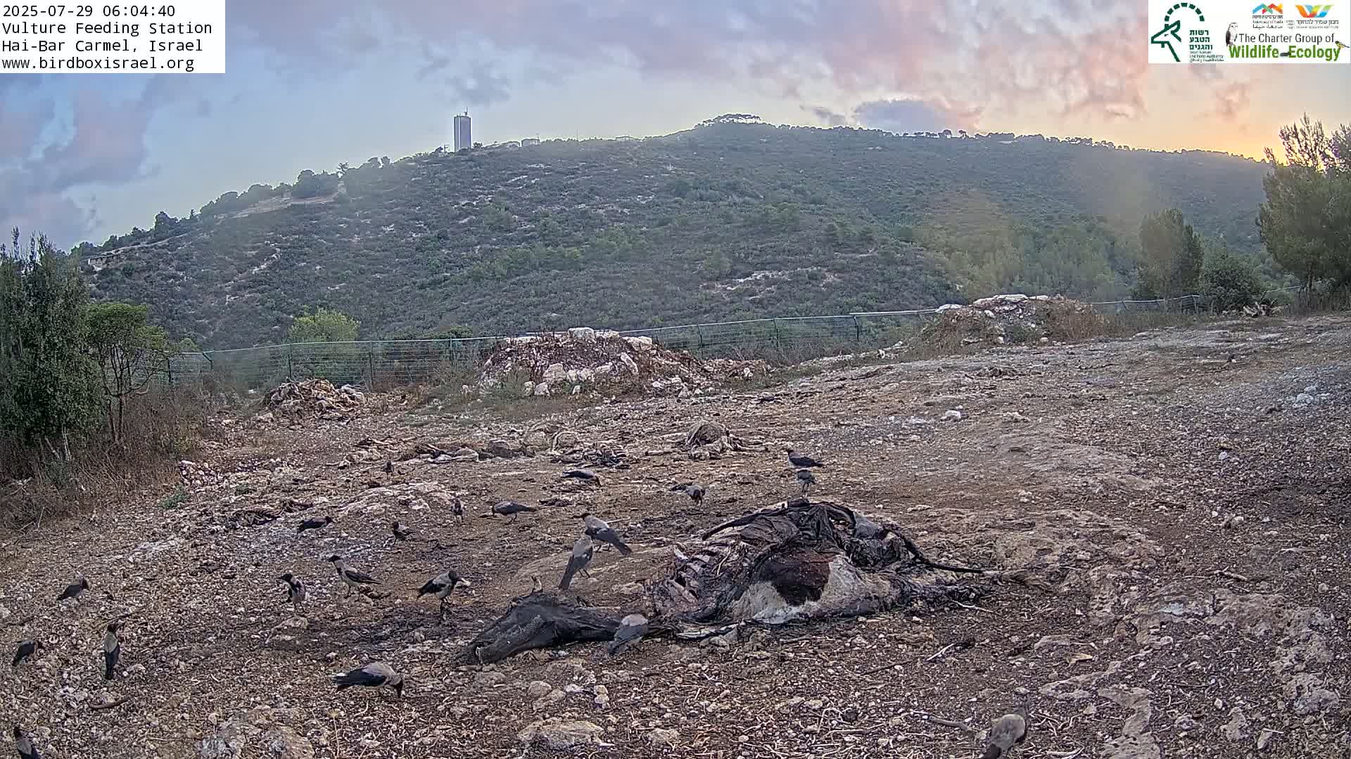 Hai-Bar Nature Reserve / Mount Carmel National Park Vulture Feeding & Skycraper Eshkol University of Haifa  Live Cam - Denya, Haifa, Israel