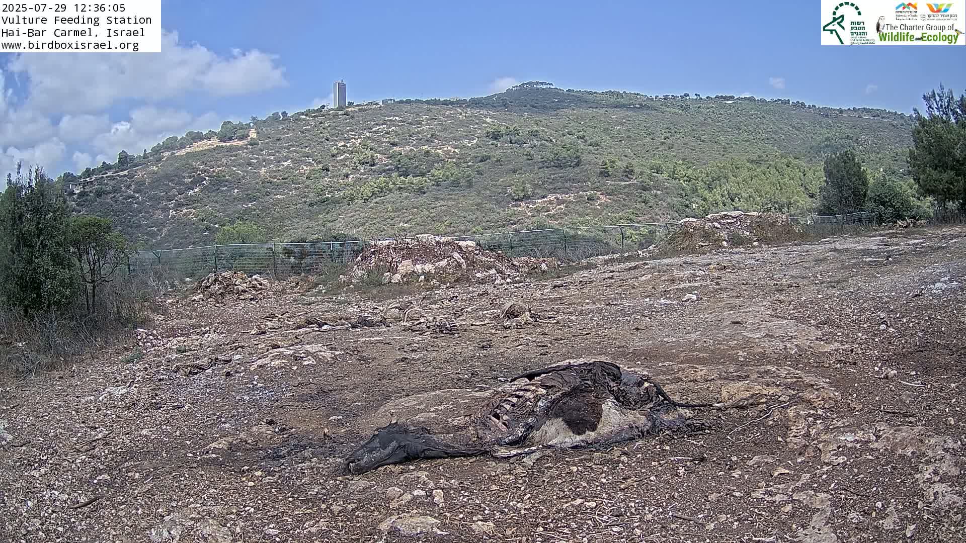 Under a partly cloudy sky, several dead animals lie on dry, barren ground in front of a hill covered in low vegetation.