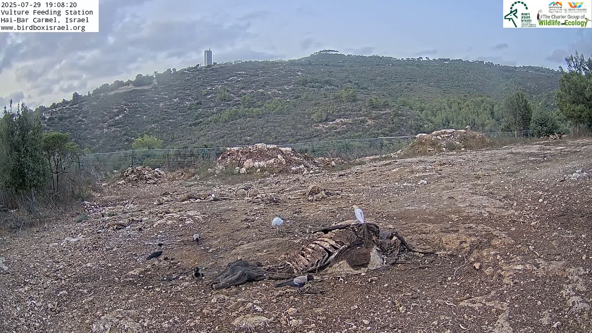 Hai-Bar Nature Reserve / Mount Carmel National Park Vulture Feeding & Skycraper Eshkol University of Haifa  Live Cam - Denya, Haifa, Israel