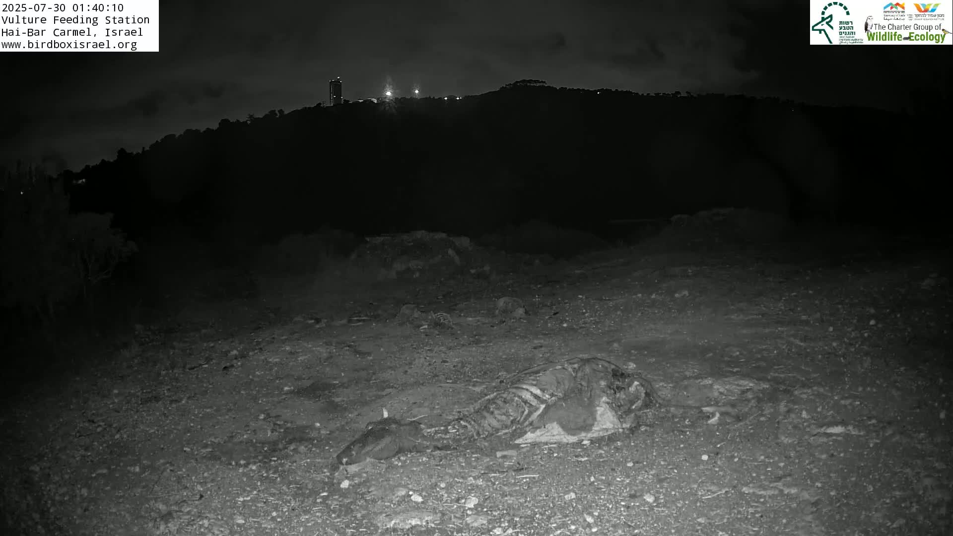 Under a partly cloudy sky, several dead animals lie on dry, barren ground in front of a hill covered in low vegetation.