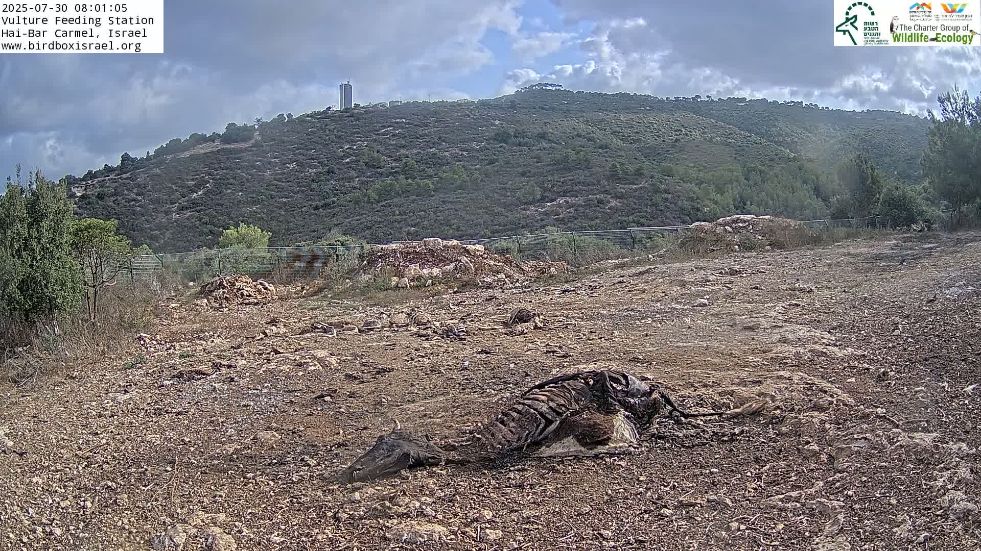 Hai-Bar Nature Reserve / Mount Carmel National Park Vulture Feeding & Skycraper Eshkol University of Haifa  Live Cam - Denya, Haifa, Israel