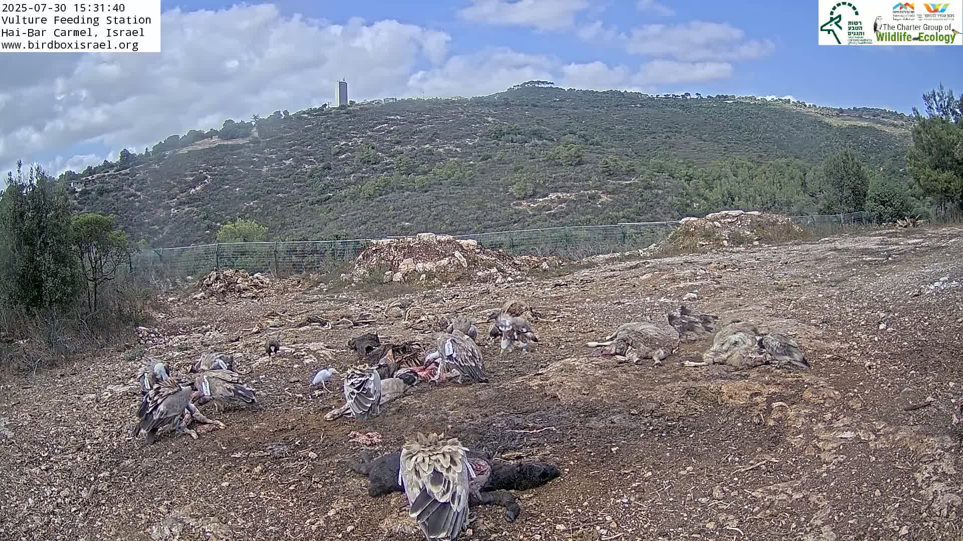 Hai-Bar Nature Reserve / Mount Carmel National Park Vulture Feeding & Skycraper Eshkol University of Haifa  Live Cam - Denya, Haifa, Israel