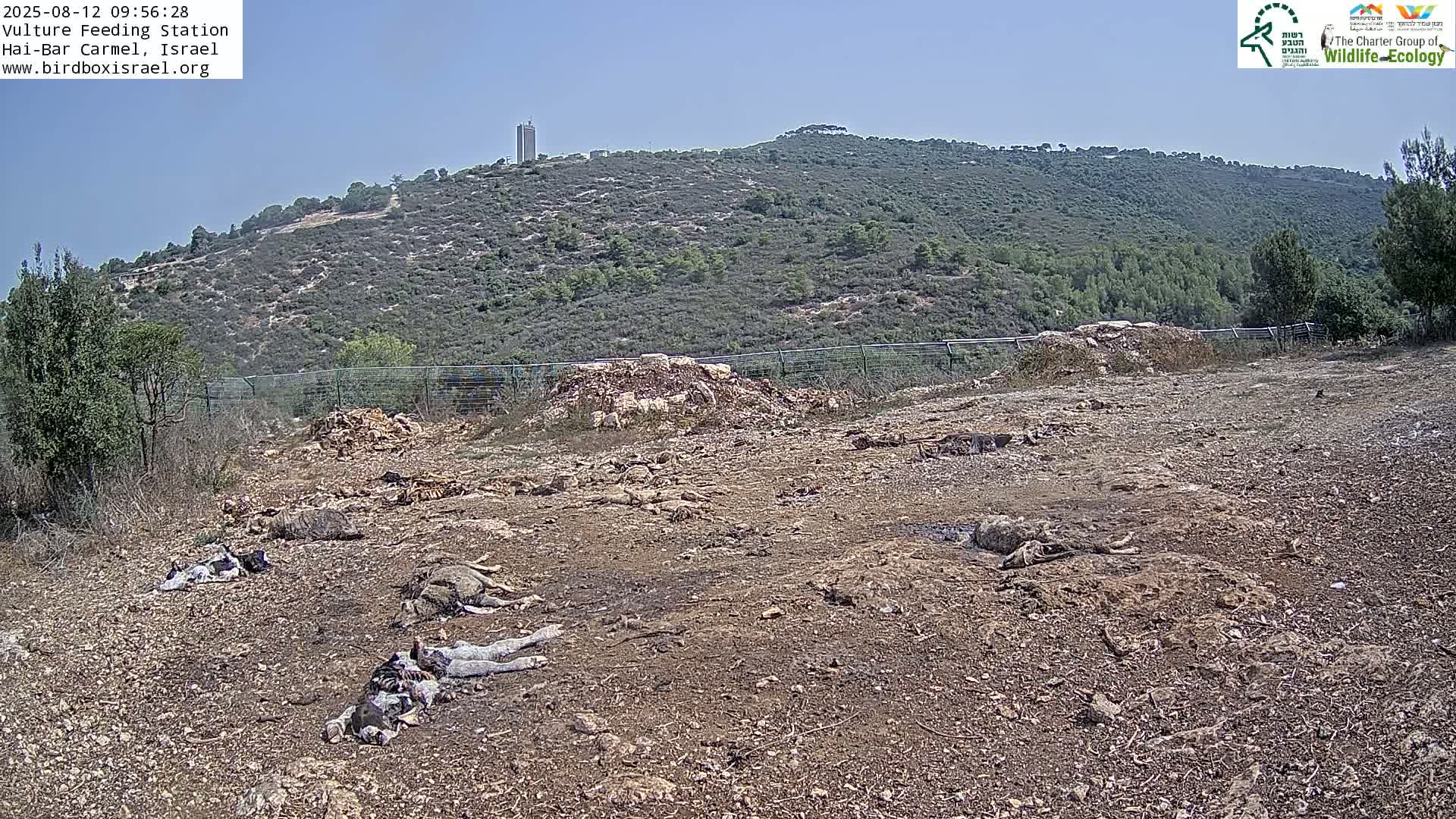 Hai-Bar Nature Reserve / Mount Carmel National Park Vulture Feeding & Skycraper Eshkol University of Haifa  Live Cam - Denya, Haifa, Israel