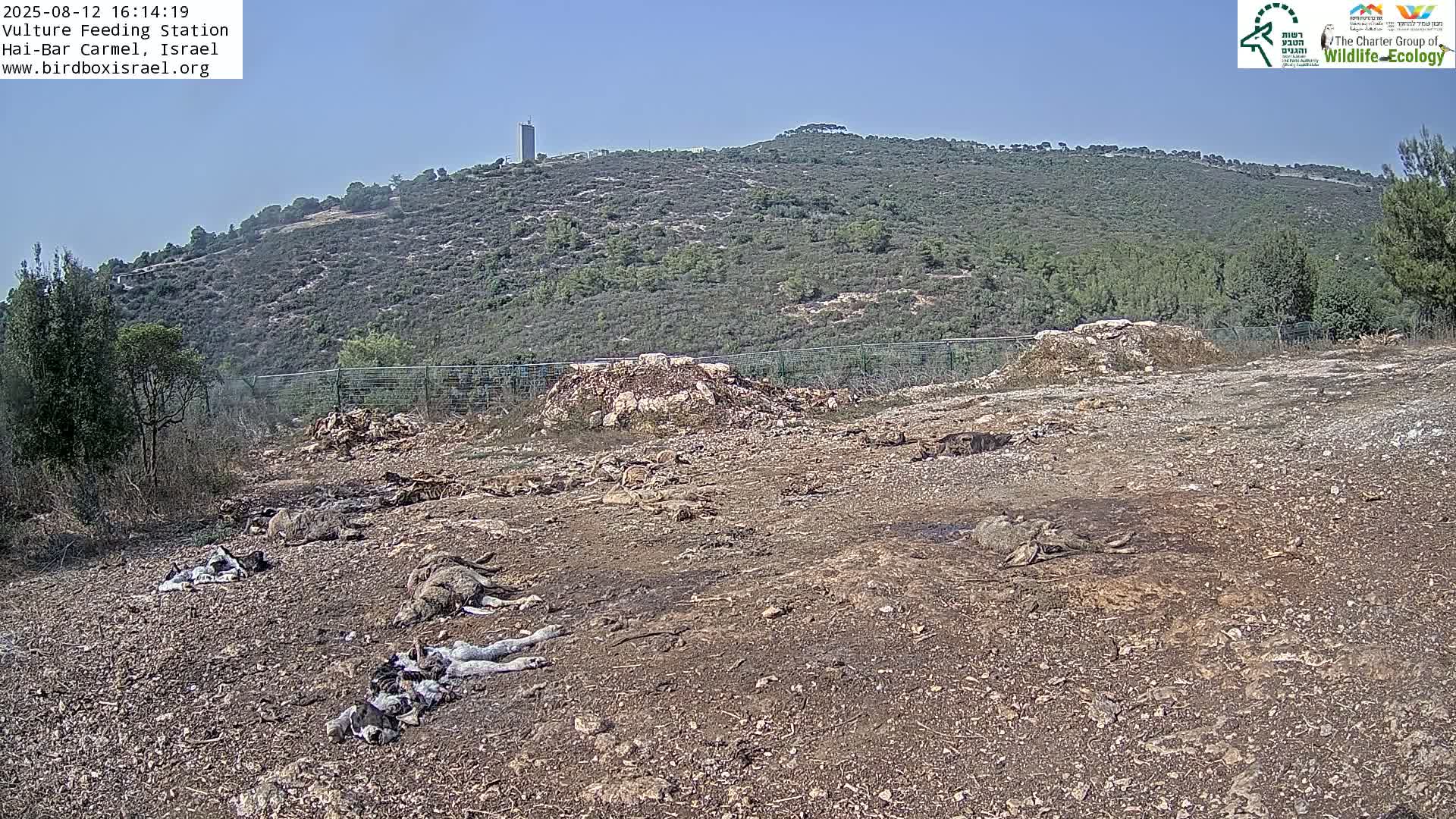 Hai-Bar Nature Reserve / Mount Carmel National Park Vulture Feeding & Skycraper Eshkol University of Haifa  Live Cam - Denya, Haifa, Israel