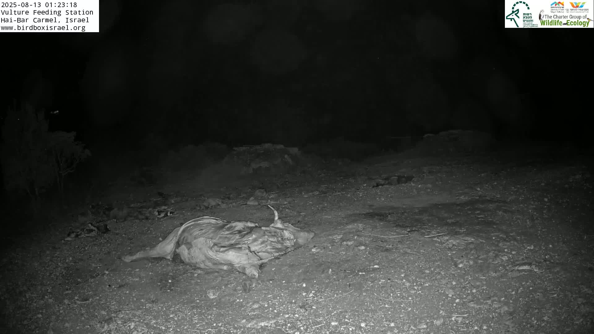 Hai-Bar Nature Reserve / Mount Carmel National Park Vulture Feeding & Skycraper Eshkol University of Haifa  Live Cam - Denya, Haifa, Israel