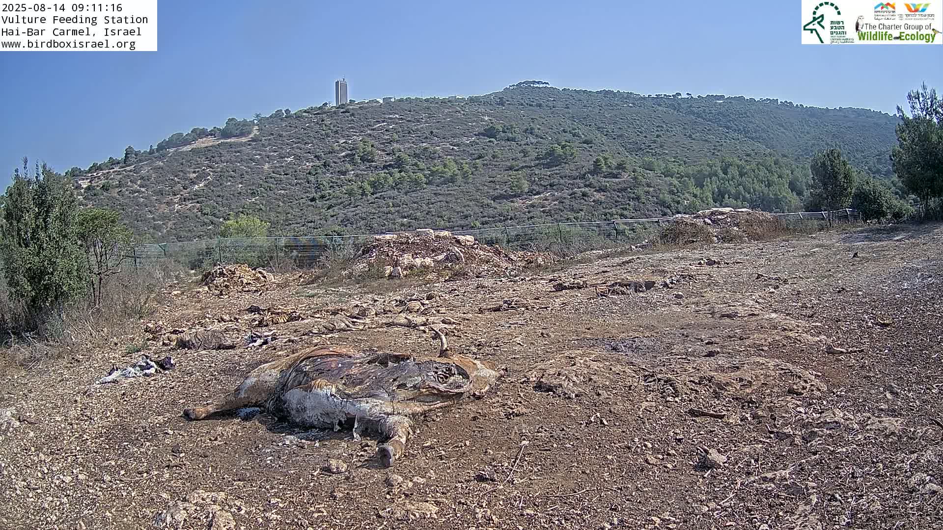 Hai-Bar Nature Reserve / Mount Carmel National Park Vulture Feeding & Skycraper Eshkol University of Haifa  Live Cam - Denya, Haifa, Israel