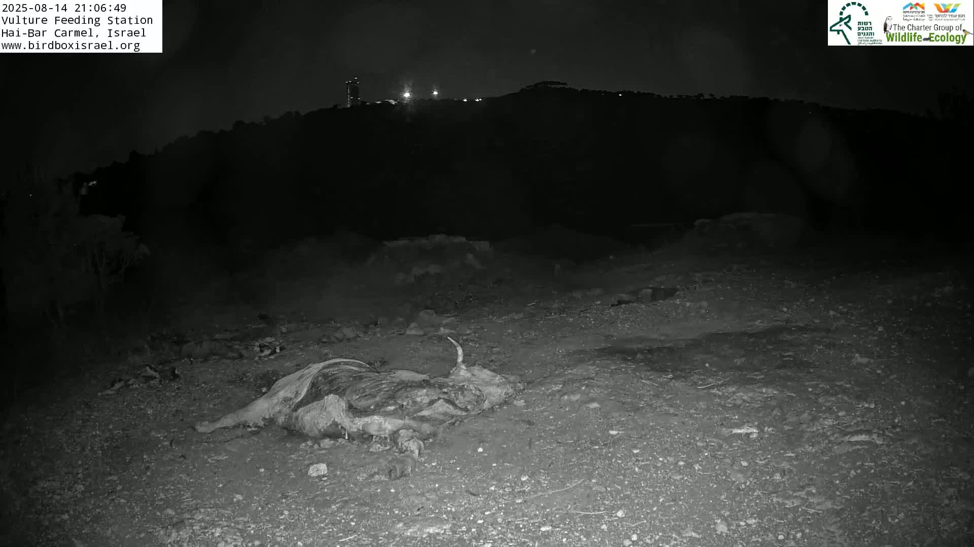 Hai-Bar Nature Reserve / Mount Carmel National Park Vulture Feeding & Skycraper Eshkol University of Haifa  Live Cam - Denya, Haifa, Israel