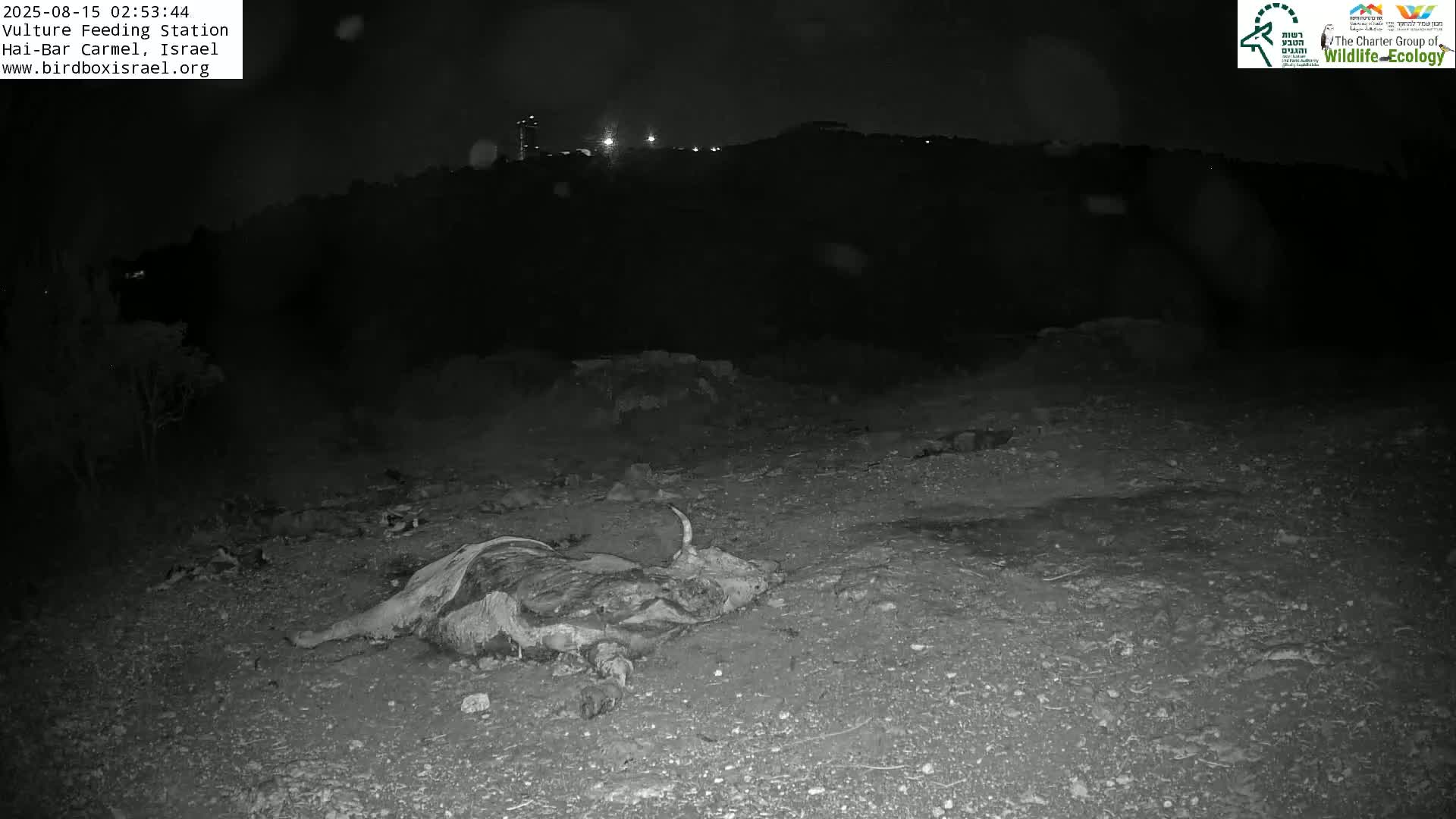 Hai-Bar Nature Reserve / Mount Carmel National Park Vulture Feeding & Skycraper Eshkol University of Haifa  Live Cam - Denya, Haifa, Israel