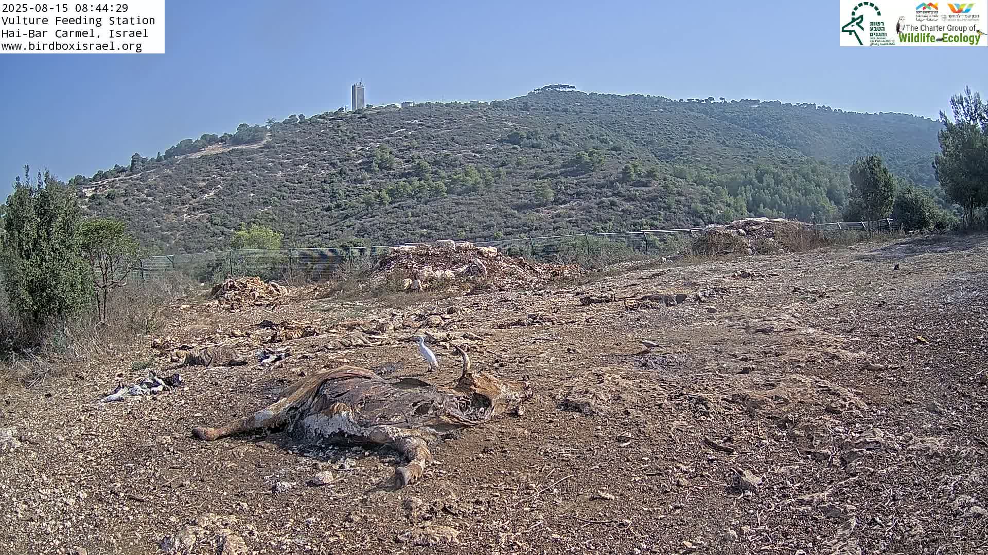 Hai-Bar Nature Reserve / Mount Carmel National Park Vulture Feeding & Skycraper Eshkol University of Haifa  Live Cam - Denya, Haifa, Israel