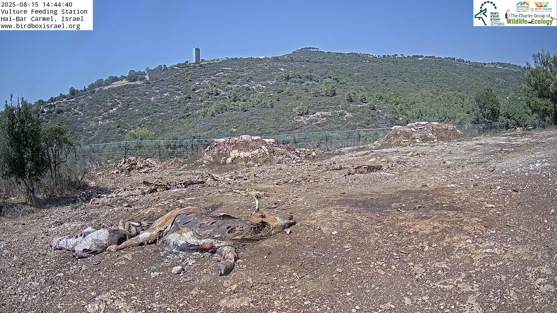 Hai-Bar Nature Reserve / Mount Carmel National Park Vulture Feeding & Skycraper Eshkol University of Haifa  Live Cam - Denya, Haifa, Israel