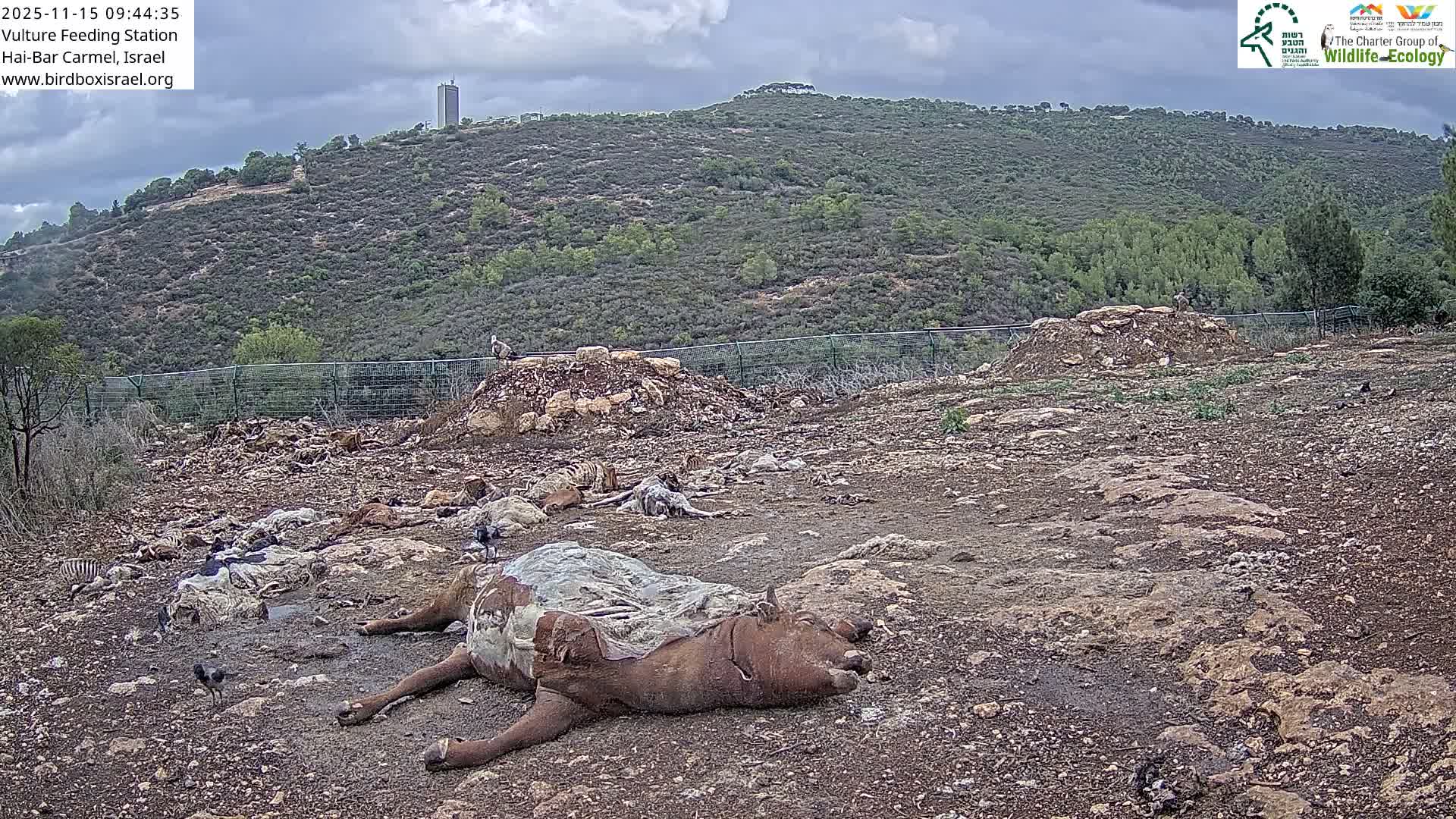 Hai-Bar Nature Reserve / Mount Carmel National Park Vulture Feeding & Skycraper Eshkol University of Haifa  Live Cam - Denya, Haifa, Israel