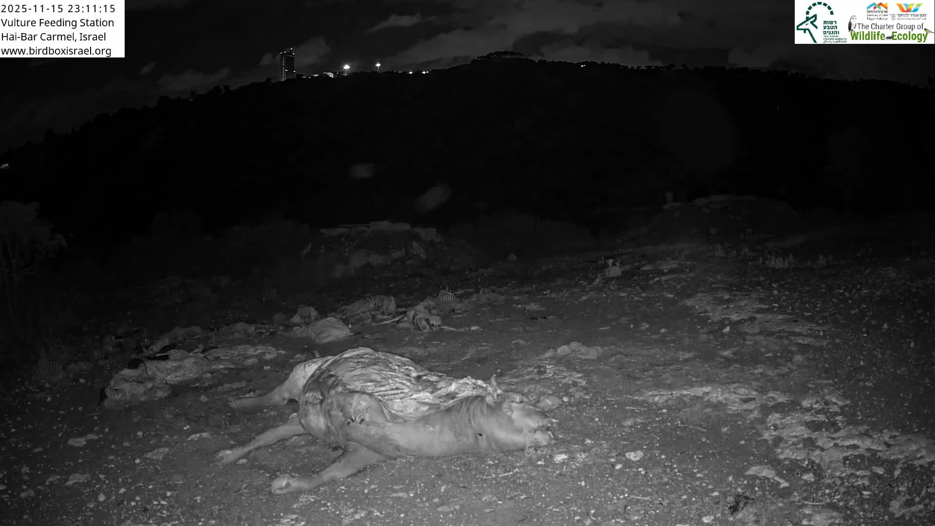 Hai-Bar Nature Reserve / Mount Carmel National Park Vulture Feeding & Skycraper Eshkol University of Haifa  Live Cam - Denya, Haifa, Israel