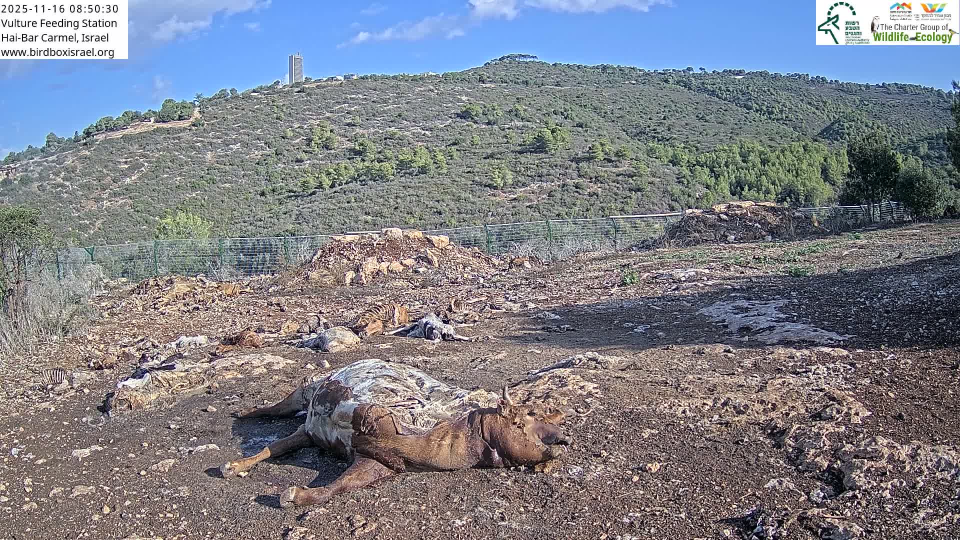 Hai-Bar Nature Reserve / Mount Carmel National Park Vulture Feeding & Skycraper Eshkol University of Haifa  Live Cam - Denya, Haifa, Israel