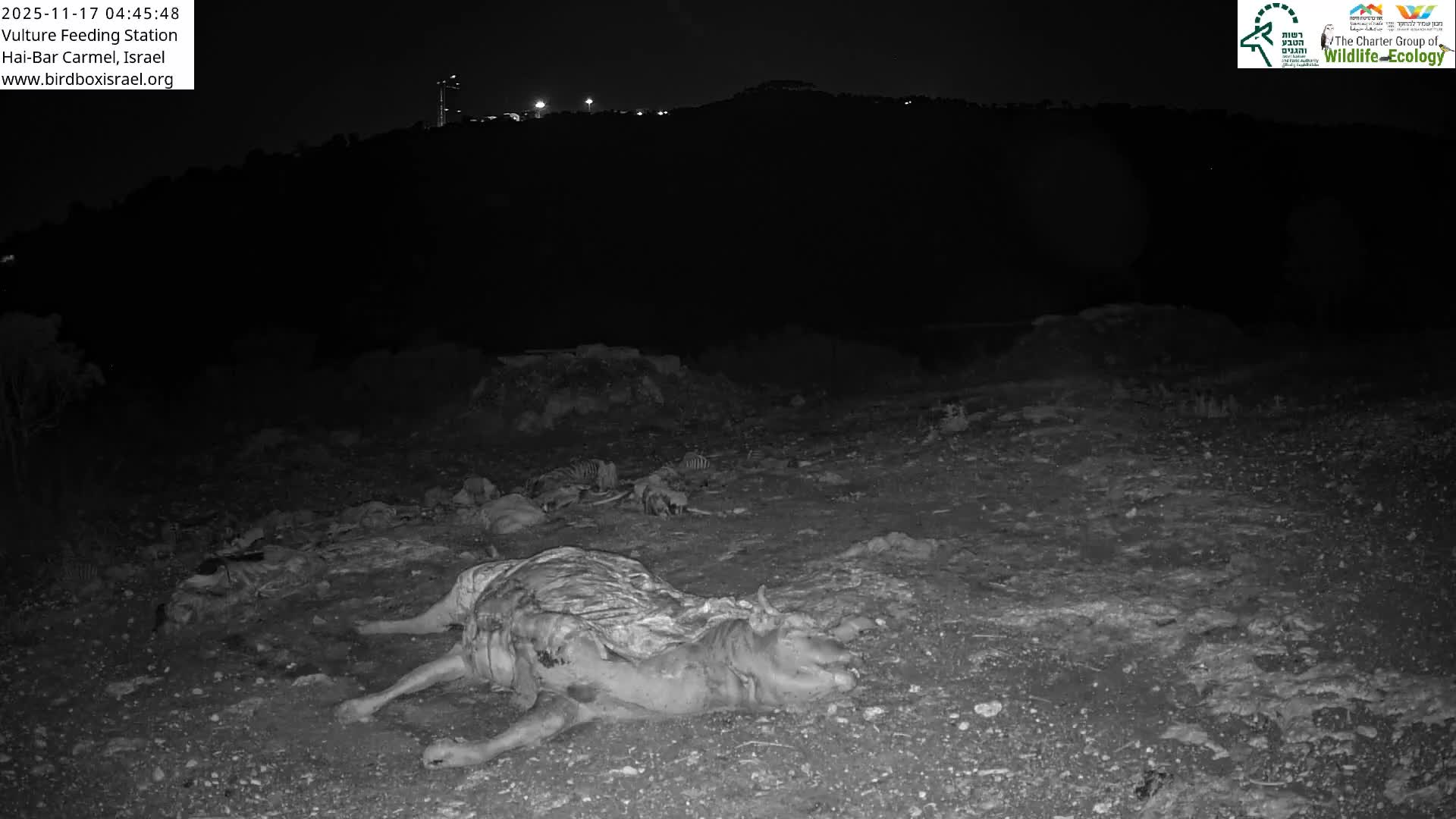 Hai-Bar Nature Reserve / Mount Carmel National Park Vulture Feeding & Skycraper Eshkol University of Haifa  Live Cam - Denya, Haifa, Israel