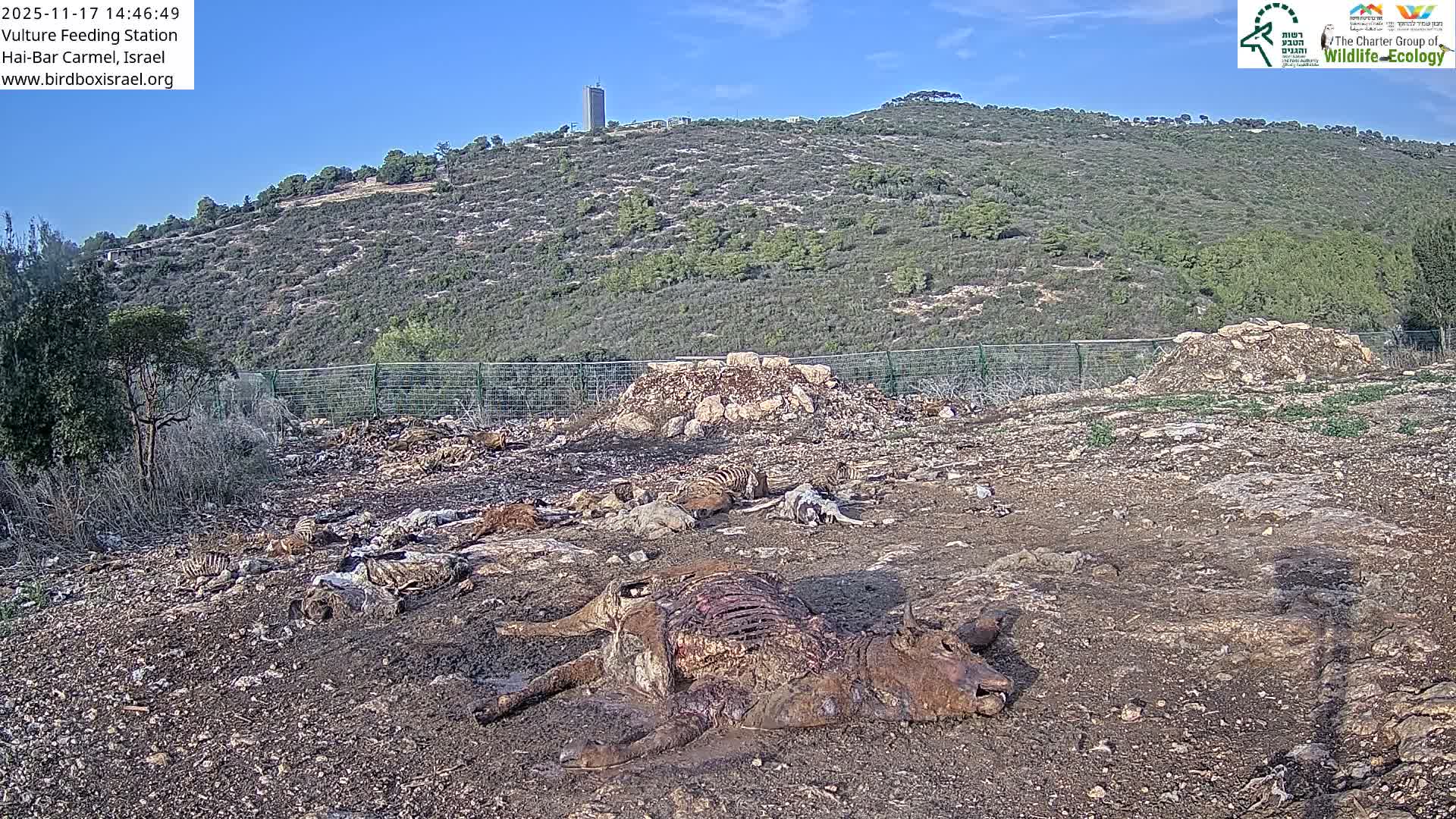 Hai-Bar Nature Reserve / Mount Carmel National Park Vulture Feeding & Skycraper Eshkol University of Haifa  Live Cam - Denya, Haifa, Israel