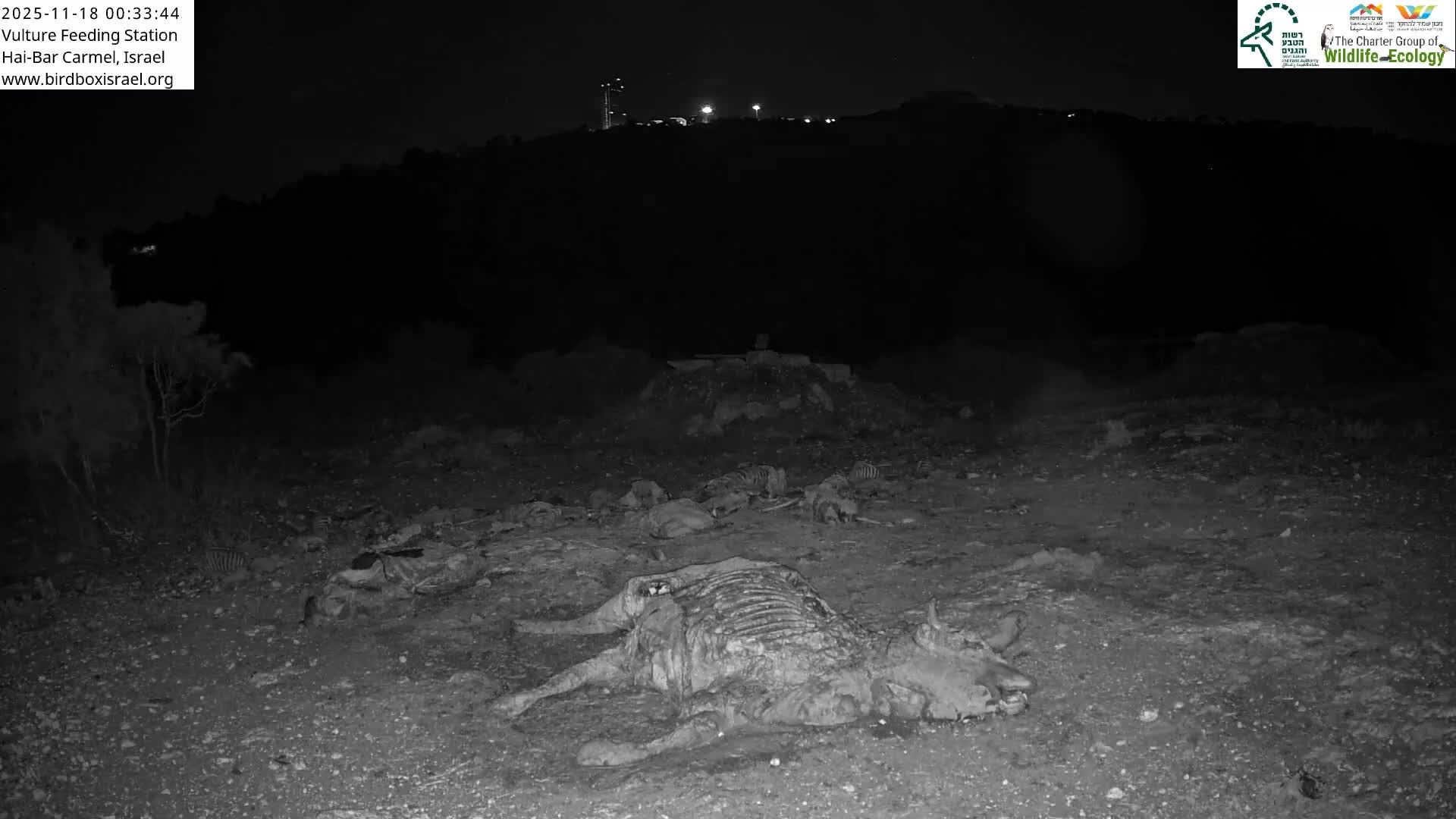 Hai-Bar Nature Reserve / Mount Carmel National Park Vulture Feeding & Skycraper Eshkol University of Haifa  Live Cam - Denya, Haifa, Israel