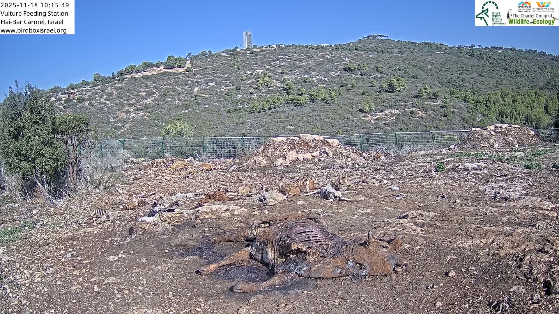 Hai-Bar Nature Reserve / Mount Carmel National Park Vulture Feeding & Skycraper Eshkol University of Haifa  Live Cam - Denya, Haifa, Israel