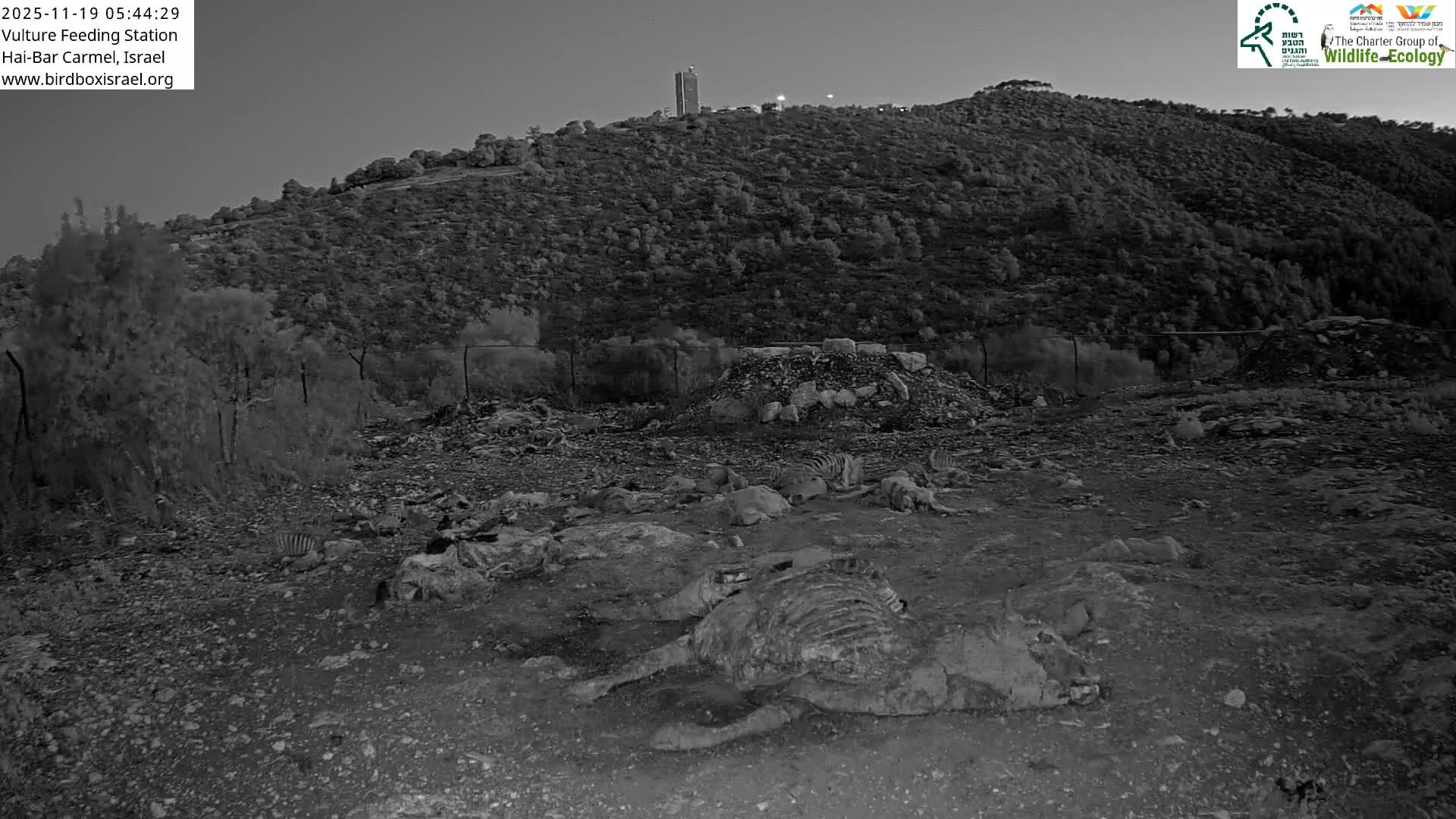Hai-Bar Nature Reserve / Mount Carmel National Park Vulture Feeding & Skycraper Eshkol University of Haifa  Live Cam - Denya, Haifa, Israel