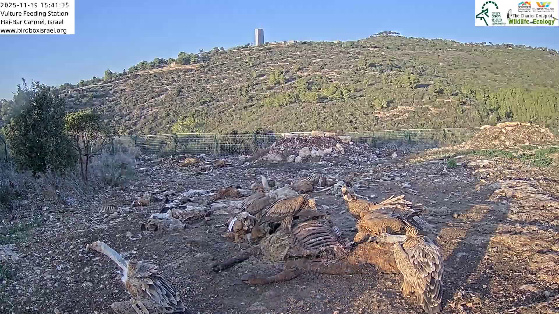 Hai-Bar Nature Reserve / Mount Carmel National Park Vulture Feeding & Skycraper Eshkol University of Haifa  Live Cam - Denya, Haifa, Israel