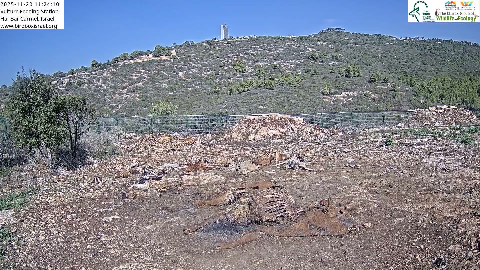 Hai-Bar Nature Reserve / Mount Carmel National Park Vulture Feeding & Skycraper Eshkol University of Haifa  Live Cam - Denya, Haifa, Israel