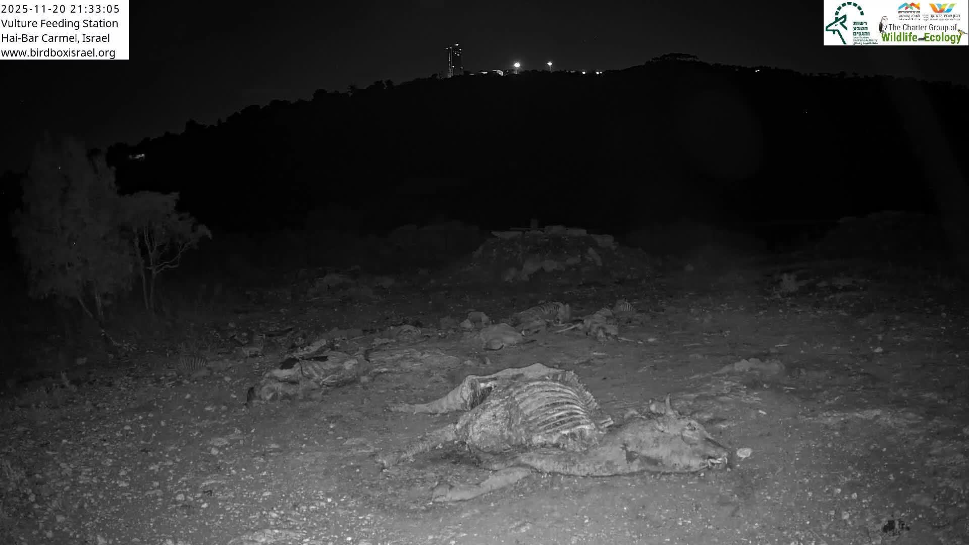 Hai-Bar Nature Reserve / Mount Carmel National Park Vulture Feeding & Skycraper Eshkol University of Haifa  Live Cam - Denya, Haifa, Israel