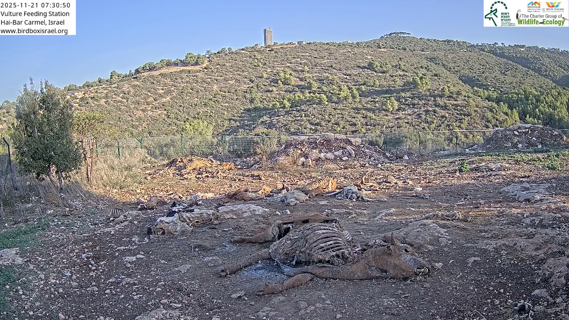 Hai-Bar Nature Reserve / Mount Carmel National Park Vulture Feeding & Skycraper Eshkol University of Haifa  Live Cam - Denya, Haifa, Israel
