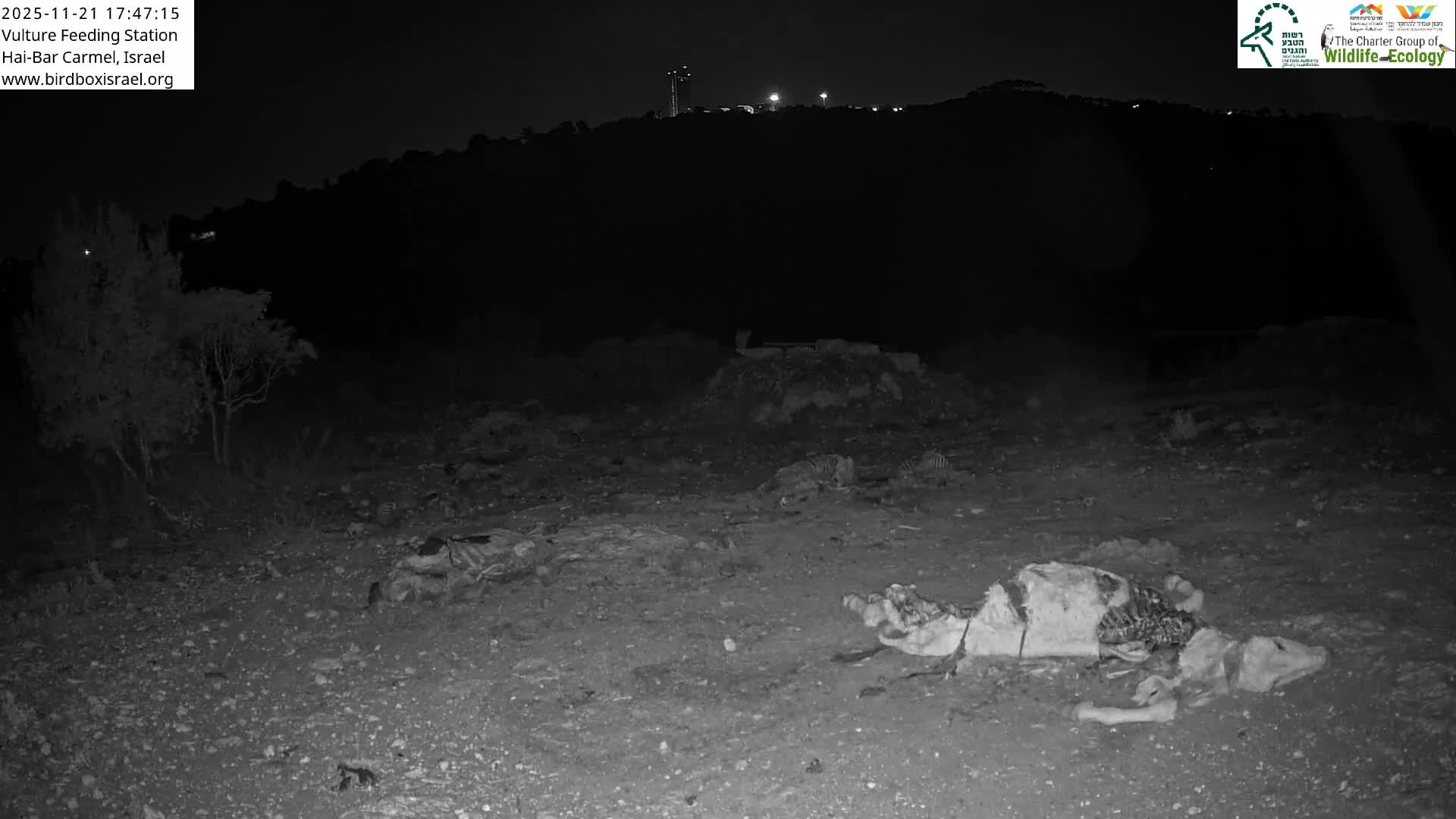 Hai-Bar Nature Reserve / Mount Carmel National Park Vulture Feeding & Skycraper Eshkol University of Haifa  Live Cam - Denya, Haifa, Israel