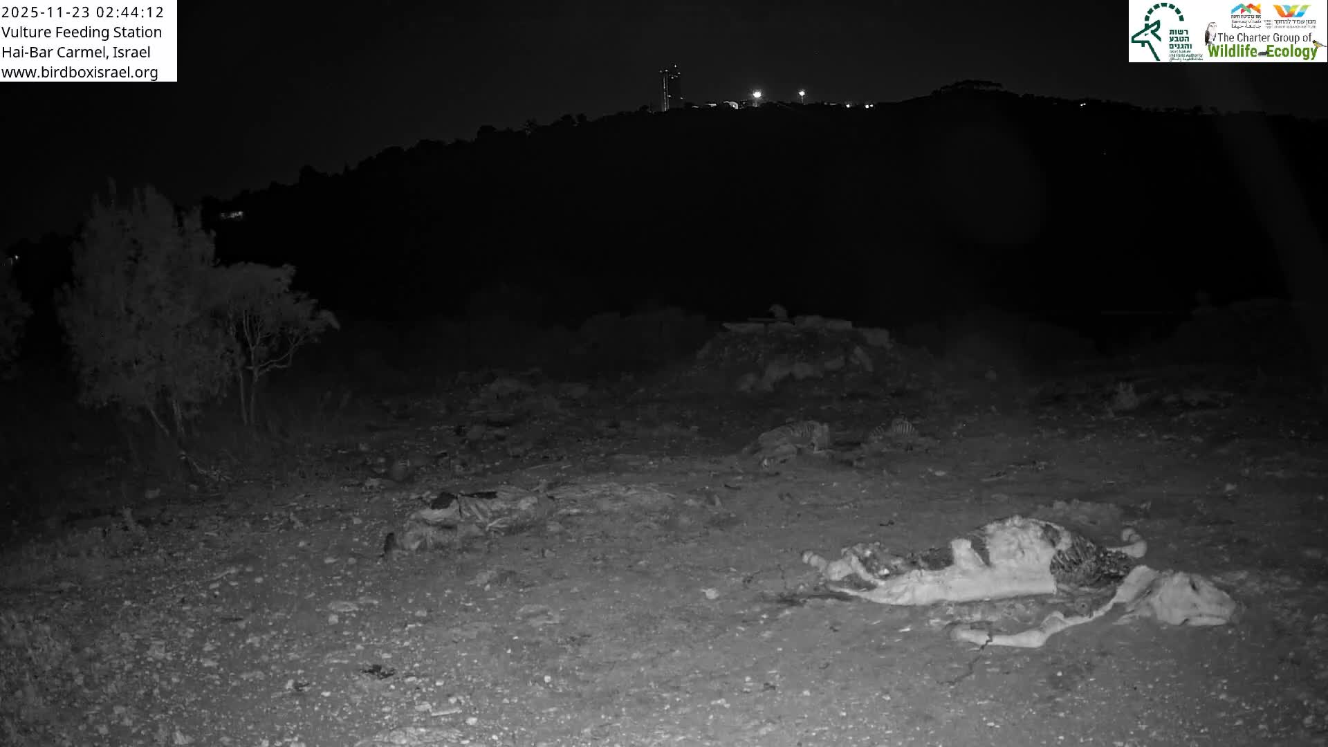 Hai-Bar Nature Reserve / Mount Carmel National Park Vulture Feeding & Skycraper Eshkol University of Haifa  Live Cam - Denya, Haifa, Israel