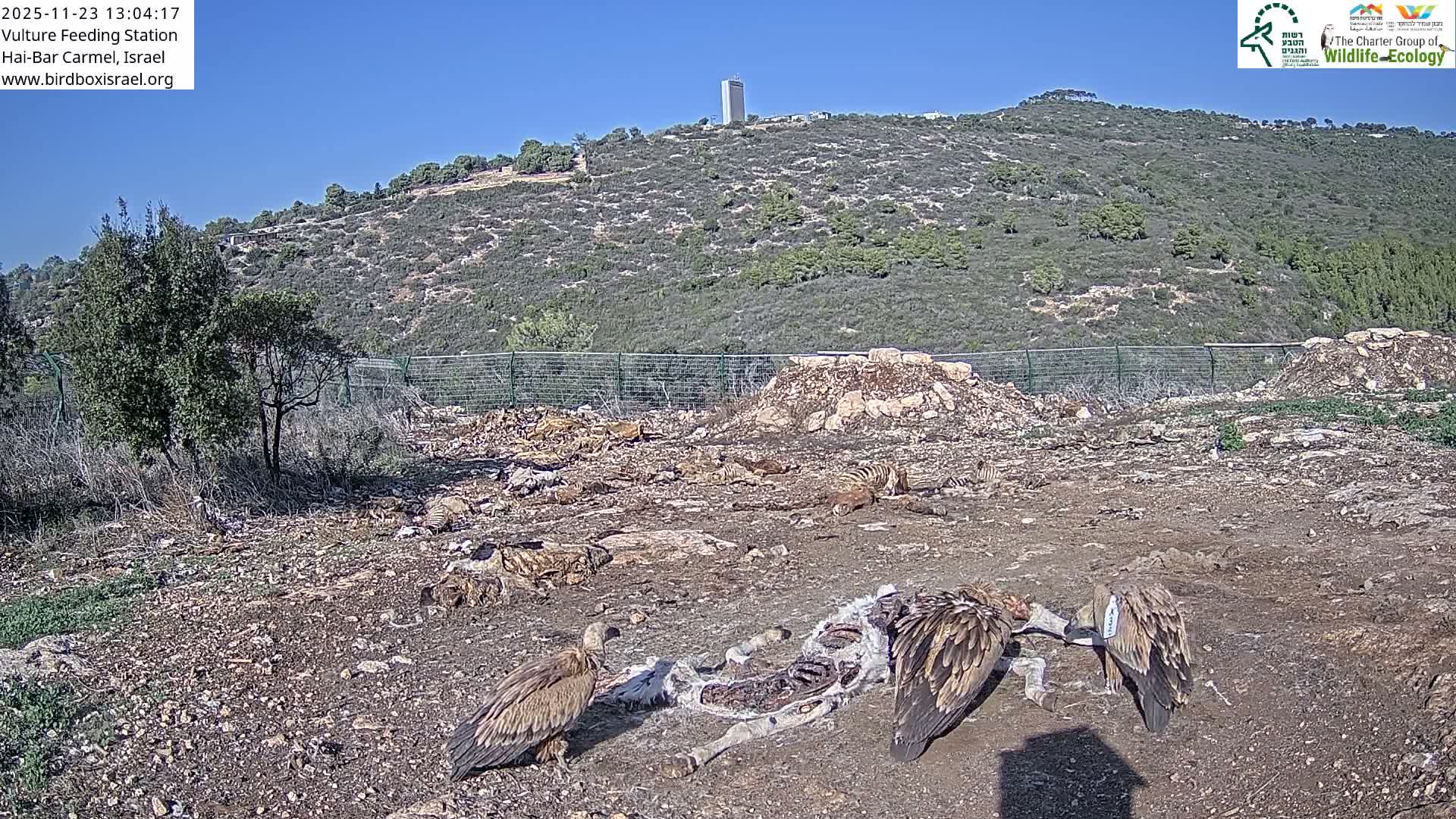Hai-Bar Nature Reserve / Mount Carmel National Park Vulture Feeding & Skycraper Eshkol University of Haifa  Live Cam - Denya, Haifa, Israel