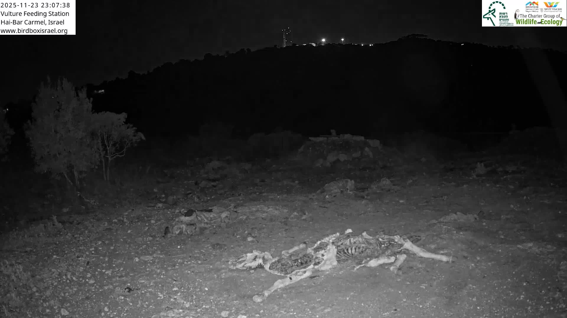 Hai-Bar Nature Reserve / Mount Carmel National Park Vulture Feeding & Skycraper Eshkol University of Haifa  Live Cam - Denya, Haifa, Israel