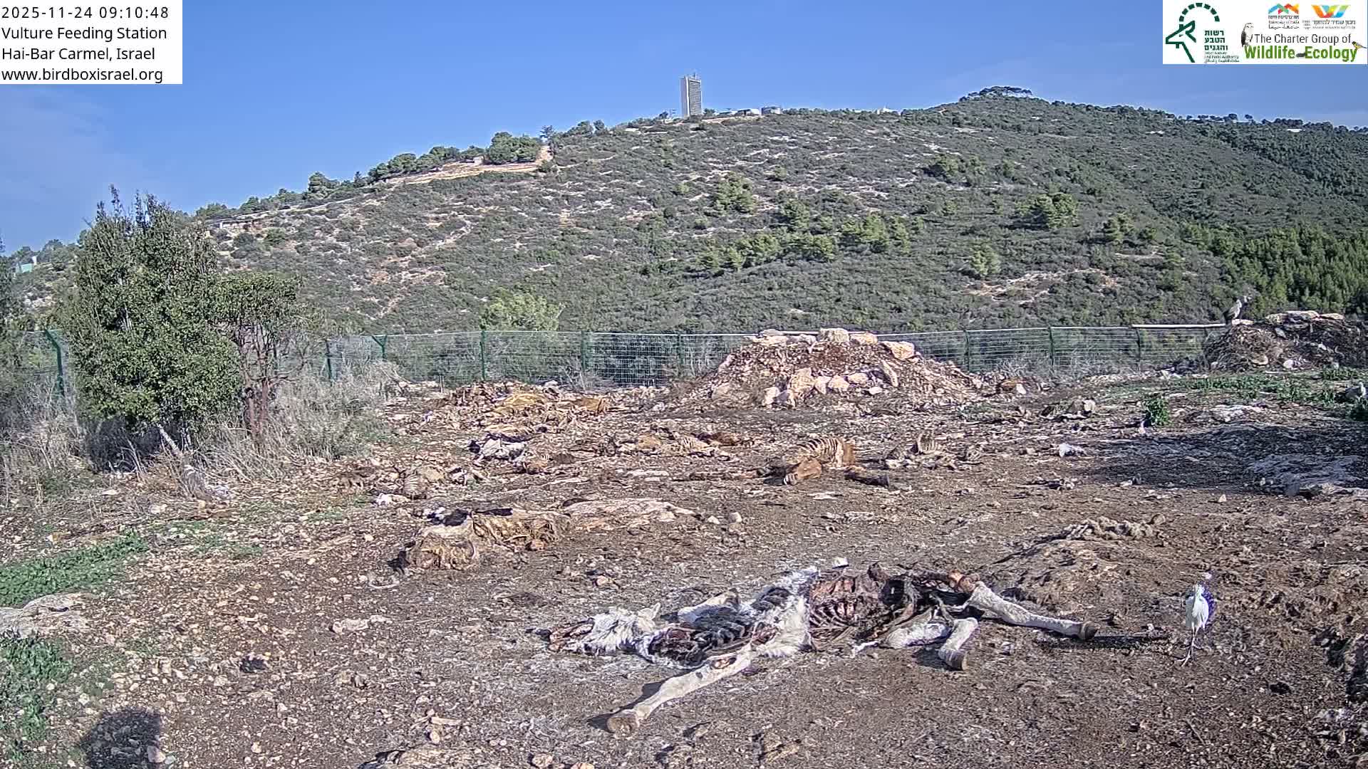 Hai-Bar Nature Reserve / Mount Carmel National Park Vulture Feeding & Skycraper Eshkol University of Haifa  Live Cam - Denya, Haifa, Israel