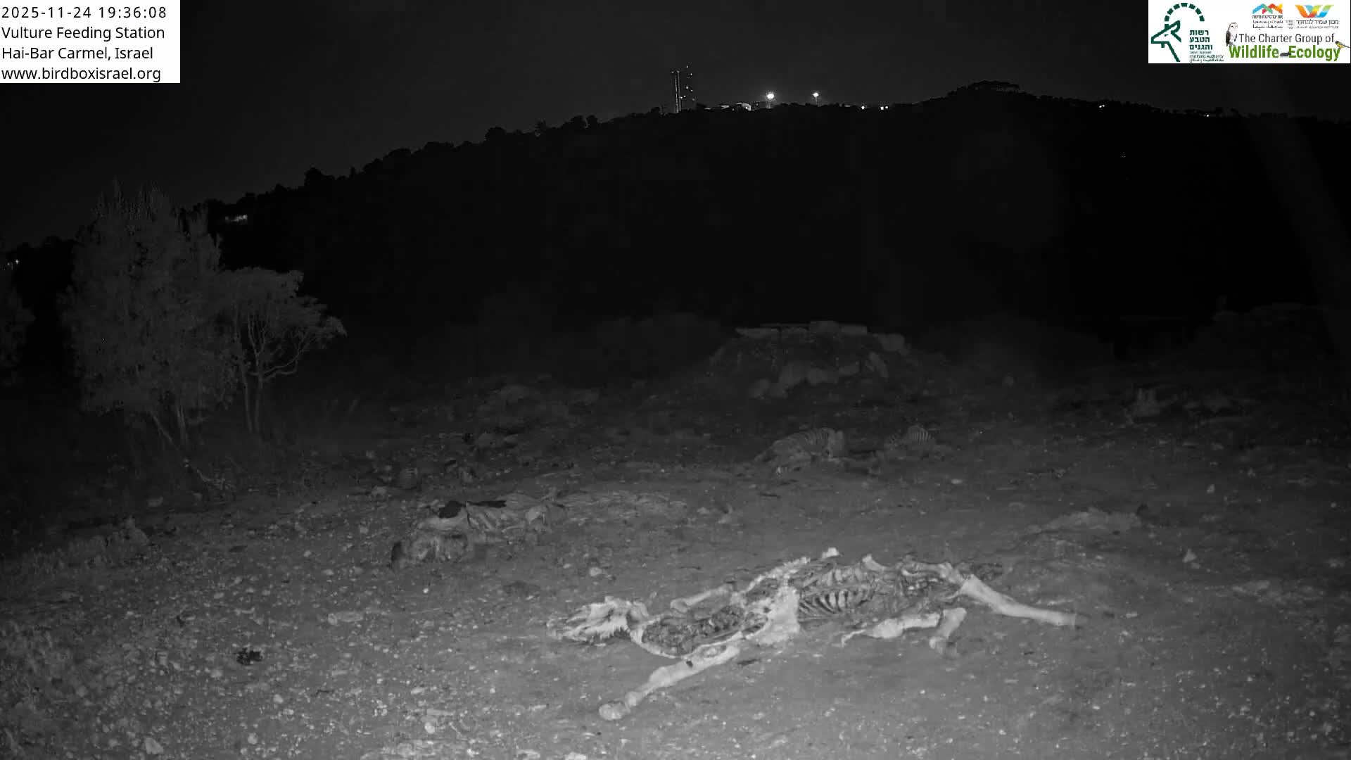 Hai-Bar Nature Reserve / Mount Carmel National Park Vulture Feeding & Skycraper Eshkol University of Haifa  Live Cam - Denya, Haifa, Israel