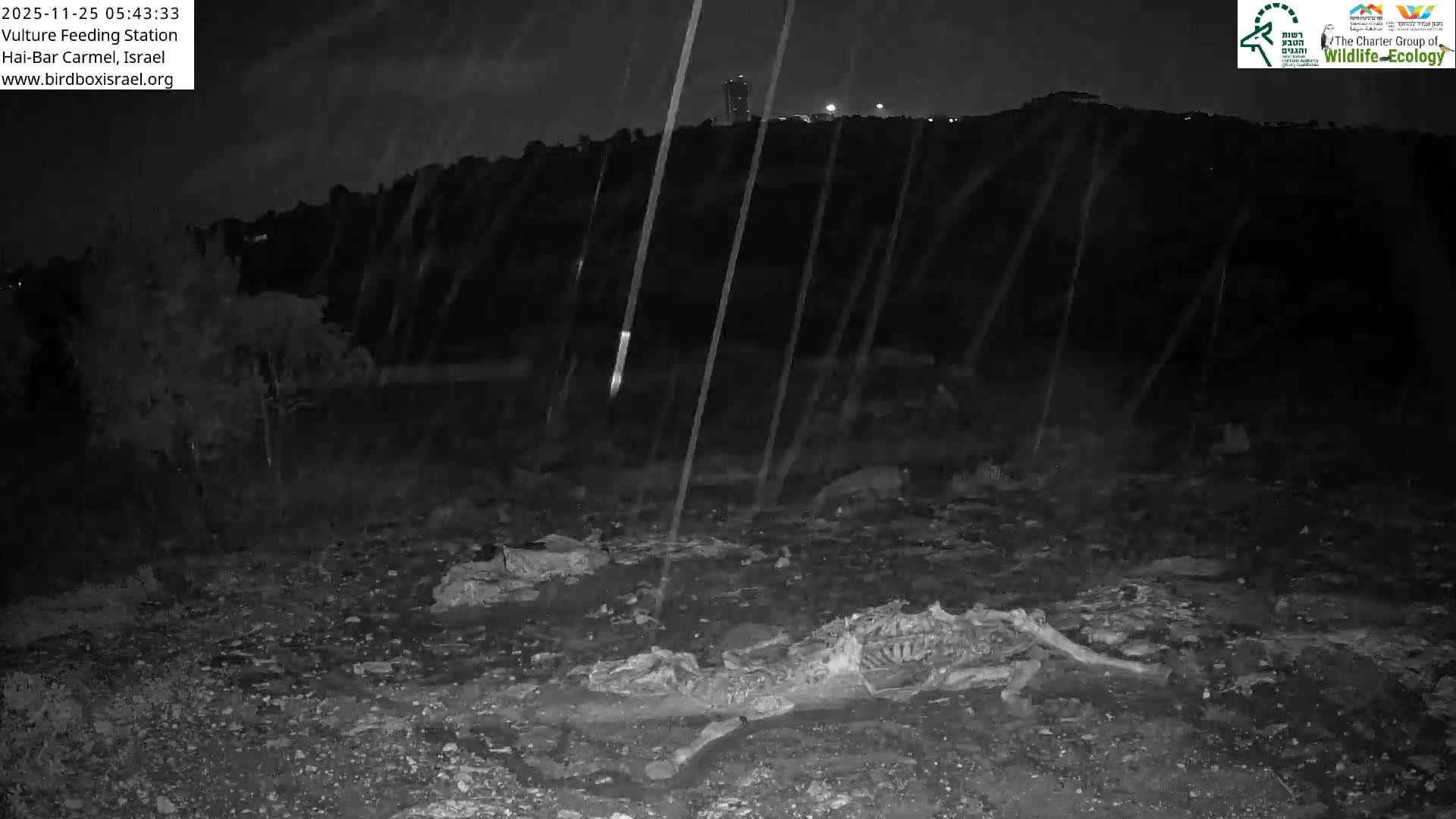 Hai-Bar Nature Reserve / Mount Carmel National Park Vulture Feeding & Skycraper Eshkol University of Haifa  Live Cam - Denya, Haifa, Israel
