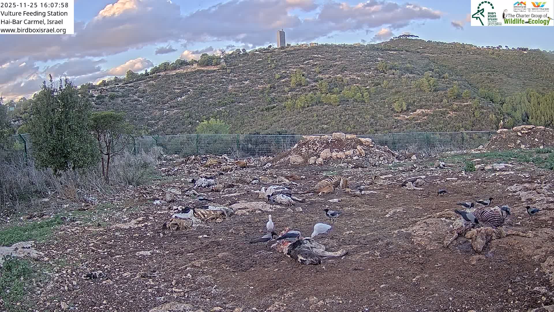 Hai-Bar Nature Reserve / Mount Carmel National Park Vulture Feeding & Skycraper Eshkol University of Haifa  Live Cam - Denya, Haifa, Israel