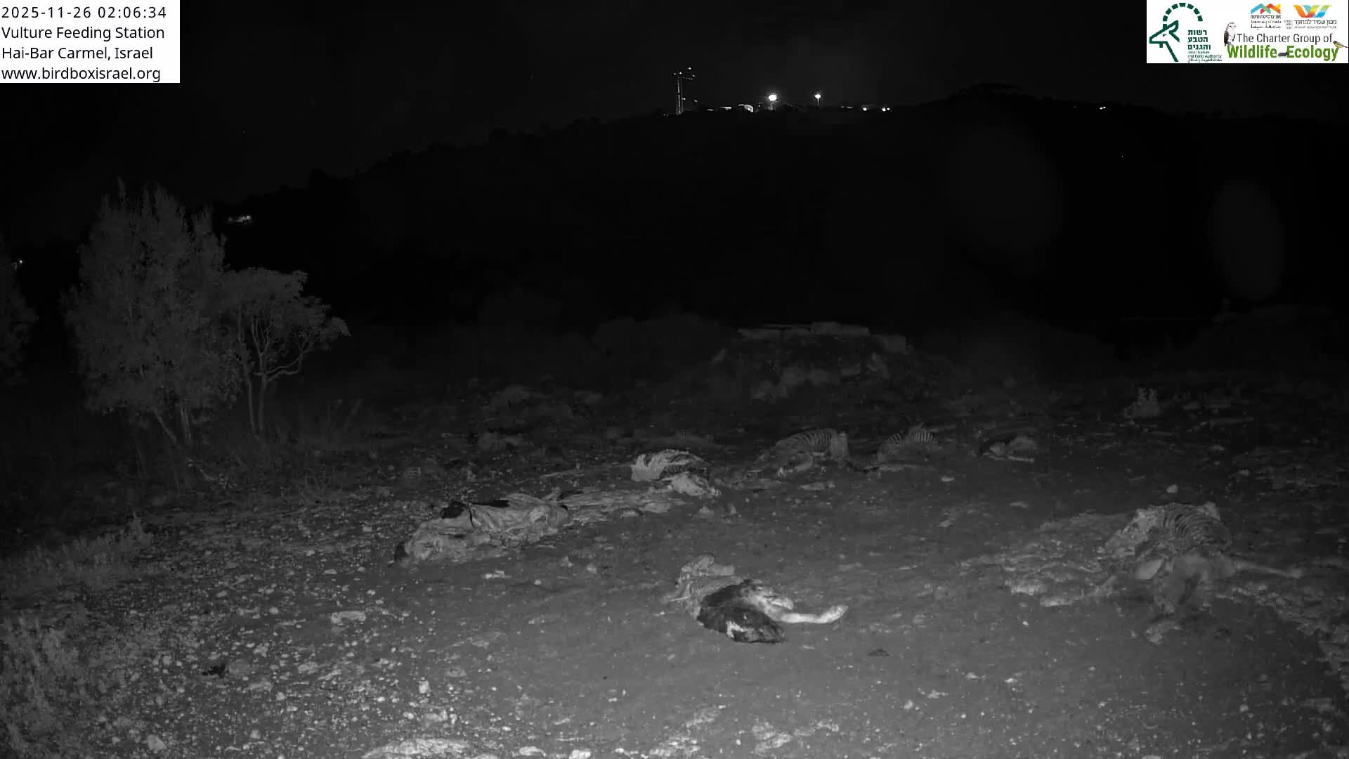 Hai-Bar Nature Reserve / Mount Carmel National Park Vulture Feeding & Skycraper Eshkol University of Haifa  Live Cam - Denya, Haifa, Israel
