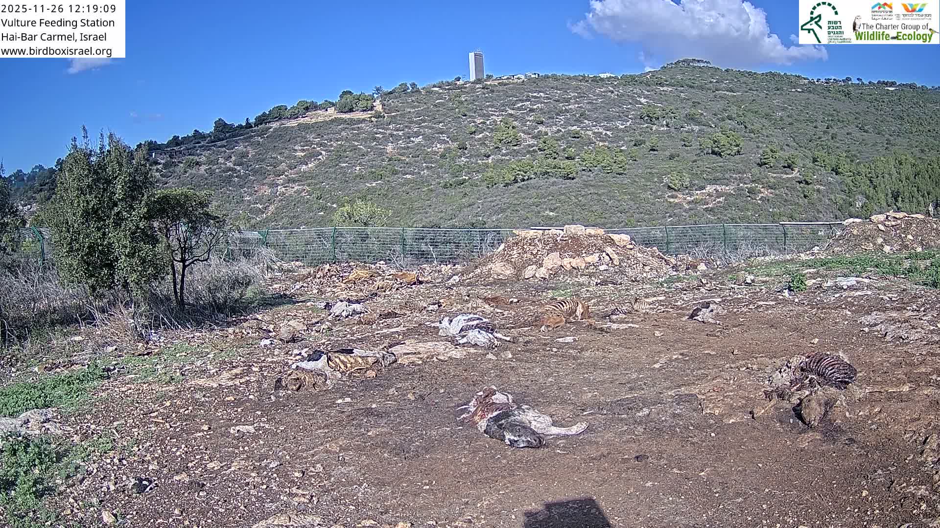 Hai-Bar Nature Reserve / Mount Carmel National Park Vulture Feeding & Skycraper Eshkol University of Haifa  Live Cam - Denya, Haifa, Israel
