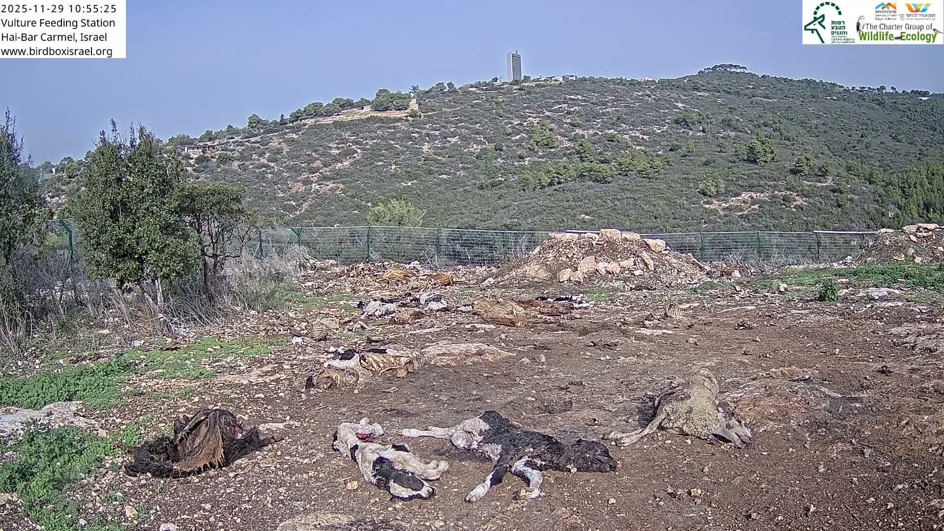 Several animal carcasses and bones are scattered across a dry, rocky feeding ground with sparse vegetation, backed by a green fence and a large brush-covered hill topped with a tower, all under a clear blue sky.