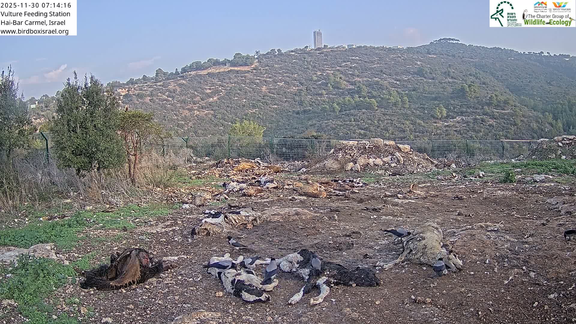 Hai-Bar Nature Reserve / Mount Carmel National Park Vulture Feeding & Skycraper Eshkol University of Haifa  Live Cam - Denya, Haifa, Israel