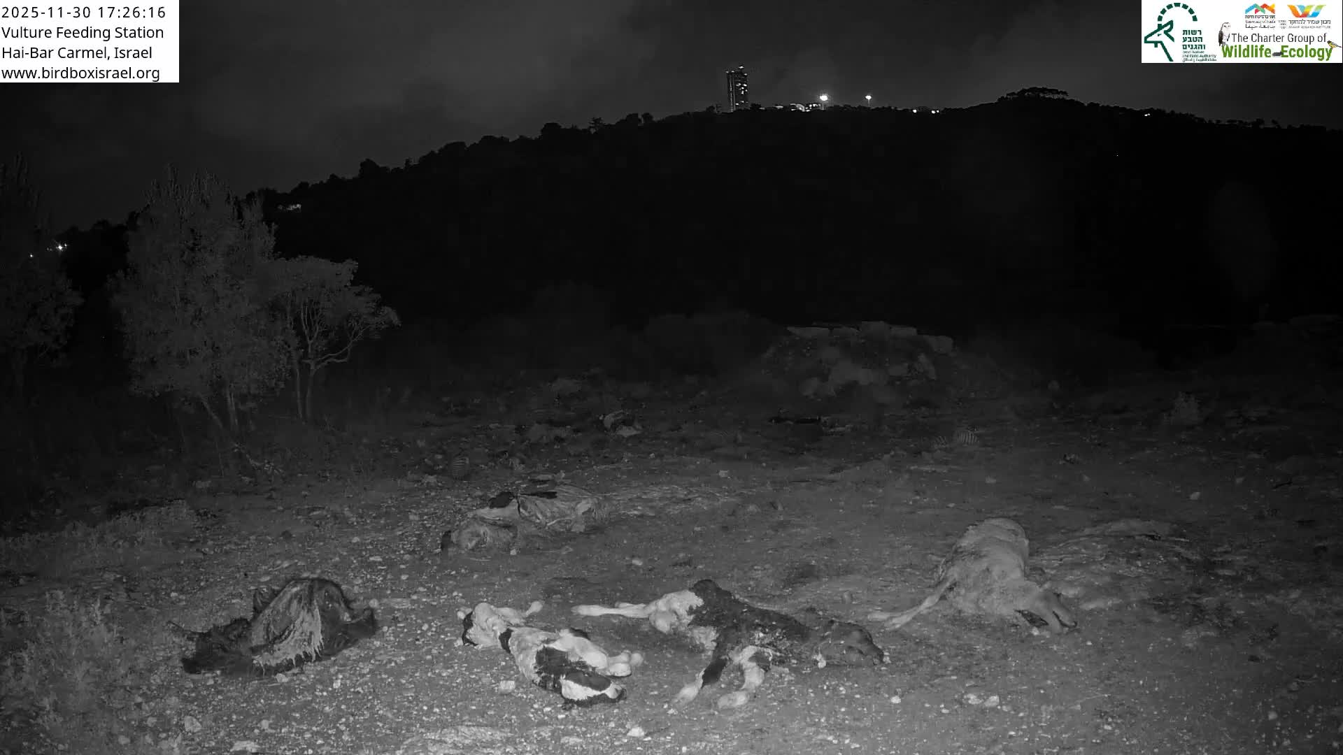 Hai-Bar Nature Reserve / Mount Carmel National Park Vulture Feeding & Skycraper Eshkol University of Haifa  Live Cam - Denya, Haifa, Israel