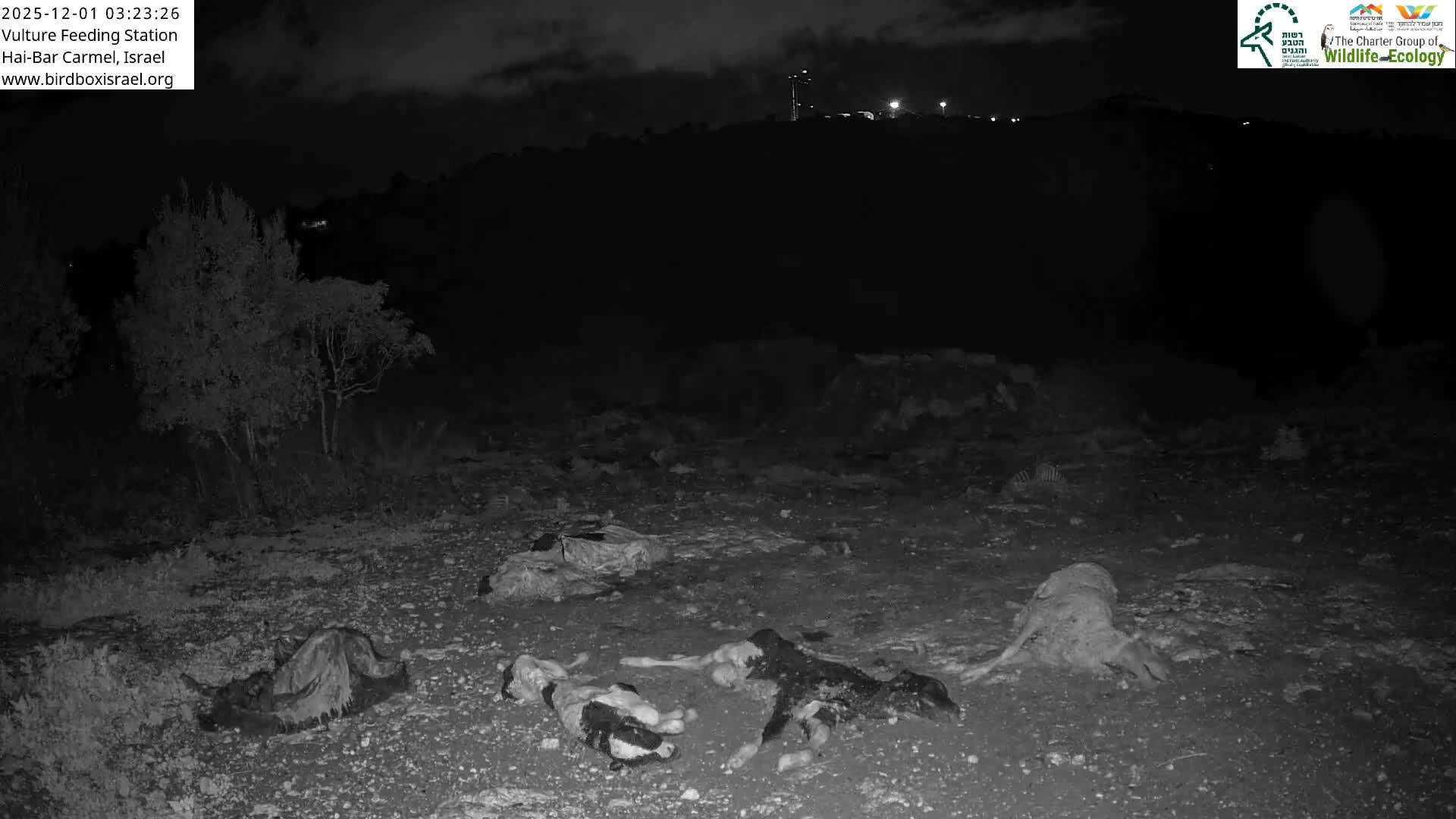 Hai-Bar Nature Reserve / Mount Carmel National Park Vulture Feeding & Skycraper Eshkol University of Haifa  Live Cam - Denya, Haifa, Israel