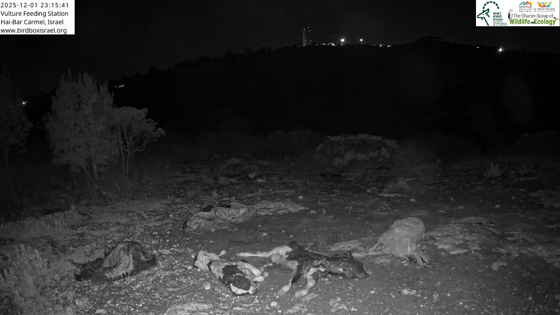 Hai-Bar Nature Reserve / Mount Carmel National Park Vulture Feeding & Skycraper Eshkol University of Haifa  Live Cam - Denya, Haifa, Israel