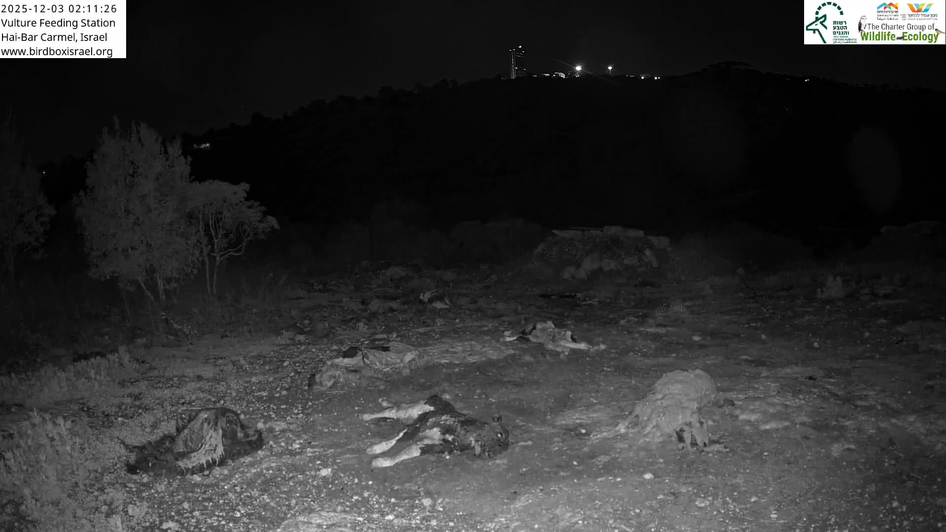 Hai-Bar Nature Reserve / Mount Carmel National Park Vulture Feeding & Skycraper Eshkol University of Haifa  Live Cam - Denya, Haifa, Israel