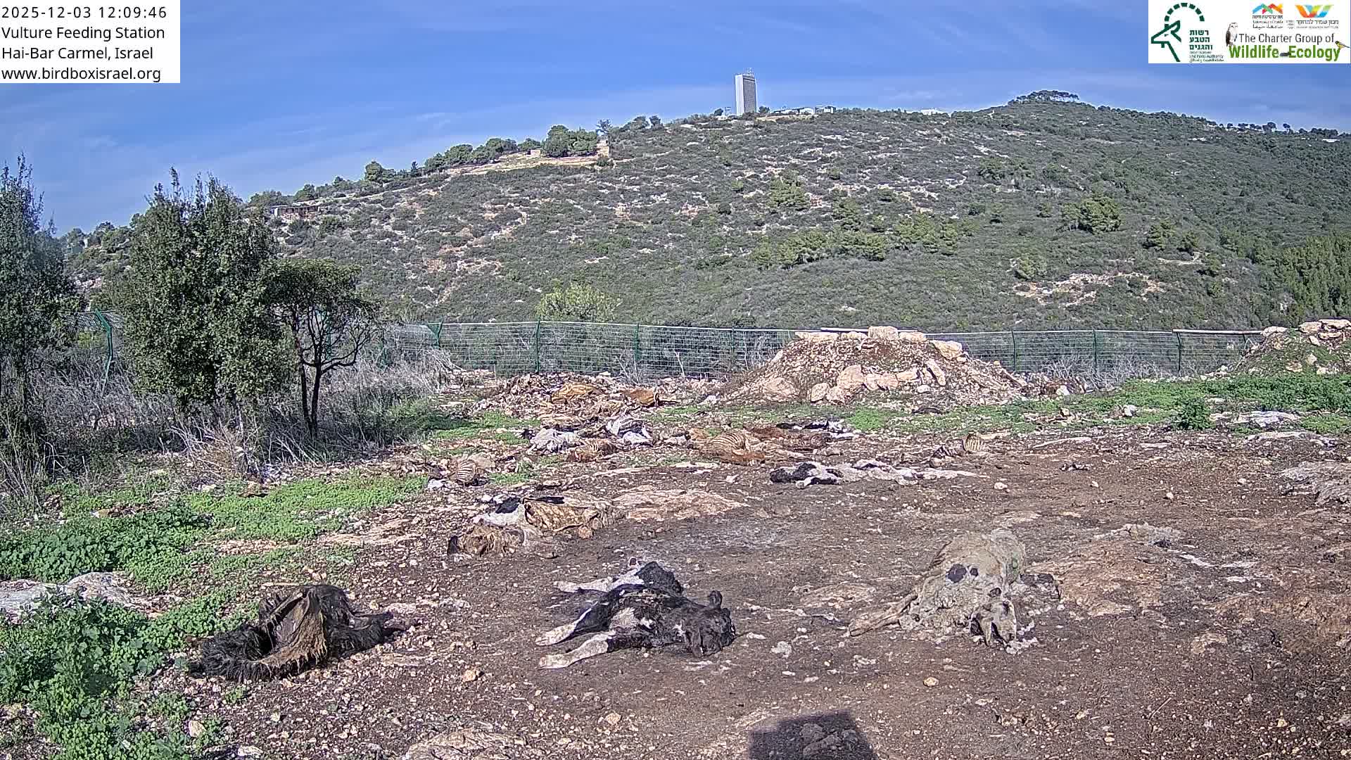 Decaying animal carcasses are strewn across a barren, patchy ground enclosed by a fence, set against a green, shrub-covered hillside with a tall building on its summit, under a clear blue sky with scattered clouds.