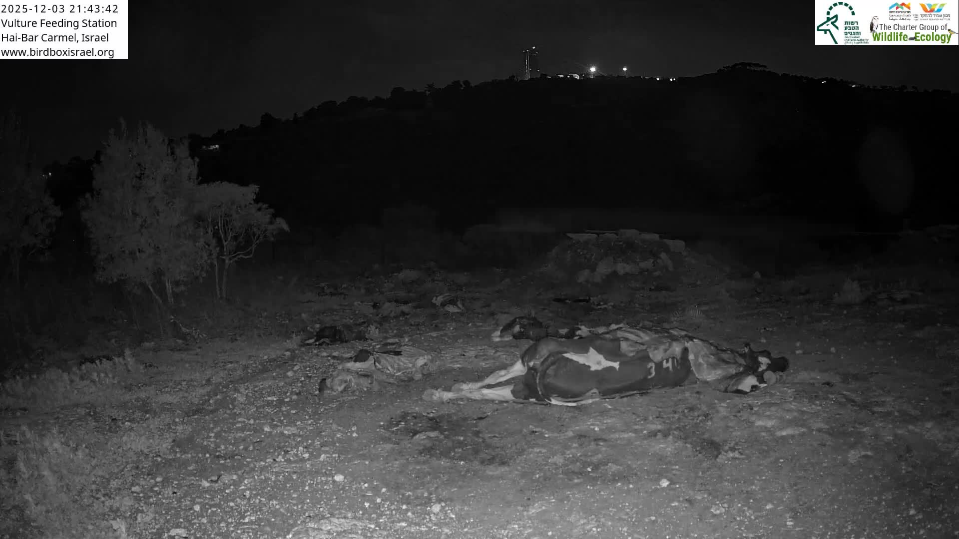 Hai-Bar Nature Reserve / Mount Carmel National Park Vulture Feeding & Skycraper Eshkol University of Haifa  Live Cam - Denya, Haifa, Israel
