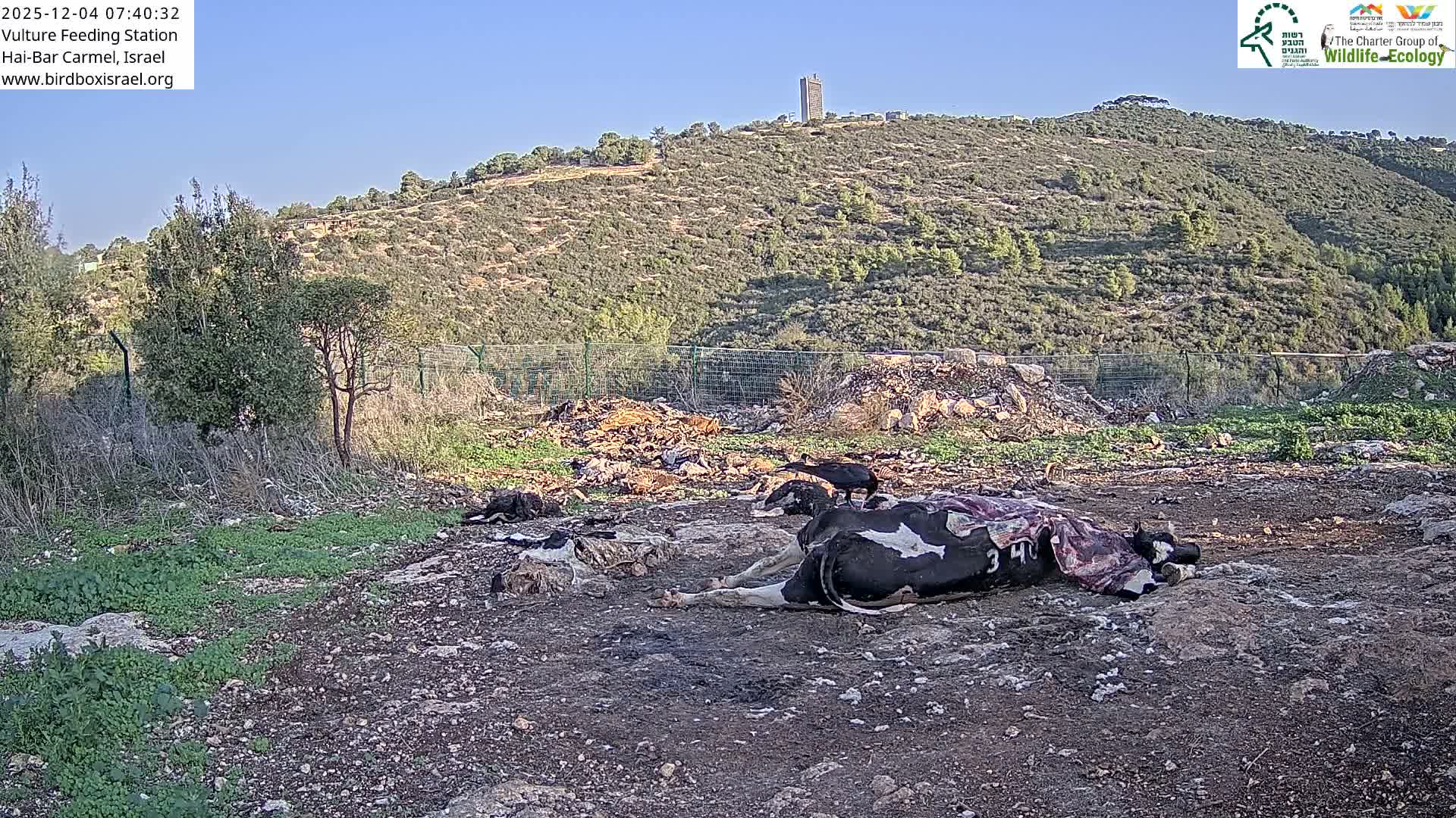Hai-Bar Nature Reserve / Mount Carmel National Park Vulture Feeding & Skycraper Eshkol University of Haifa  Live Cam - Denya, Haifa, Israel